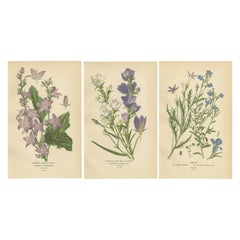 1897 Antique Botanical Prints – Purple and Blue Bellflowers and Lobelias Trio