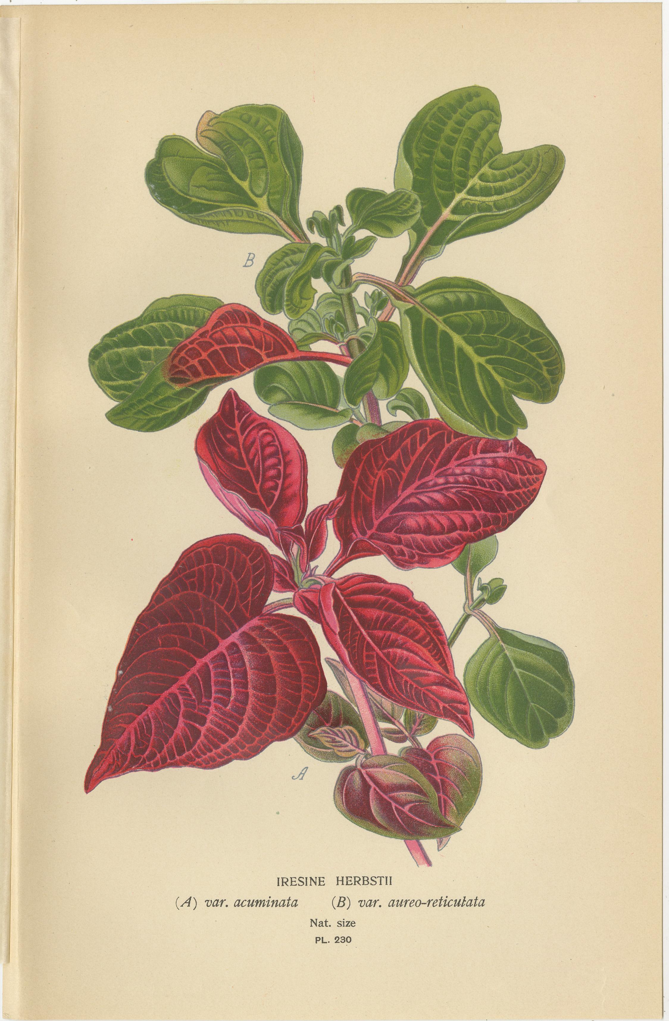  1897 Botanical Compilation – Bloodleaf, Joyweed, and Globe Amaranth  

This compilation features three vibrant botanical illustrations from 1897, showcasing stunning foliage and flowers with unique characteristics that make them prized for their