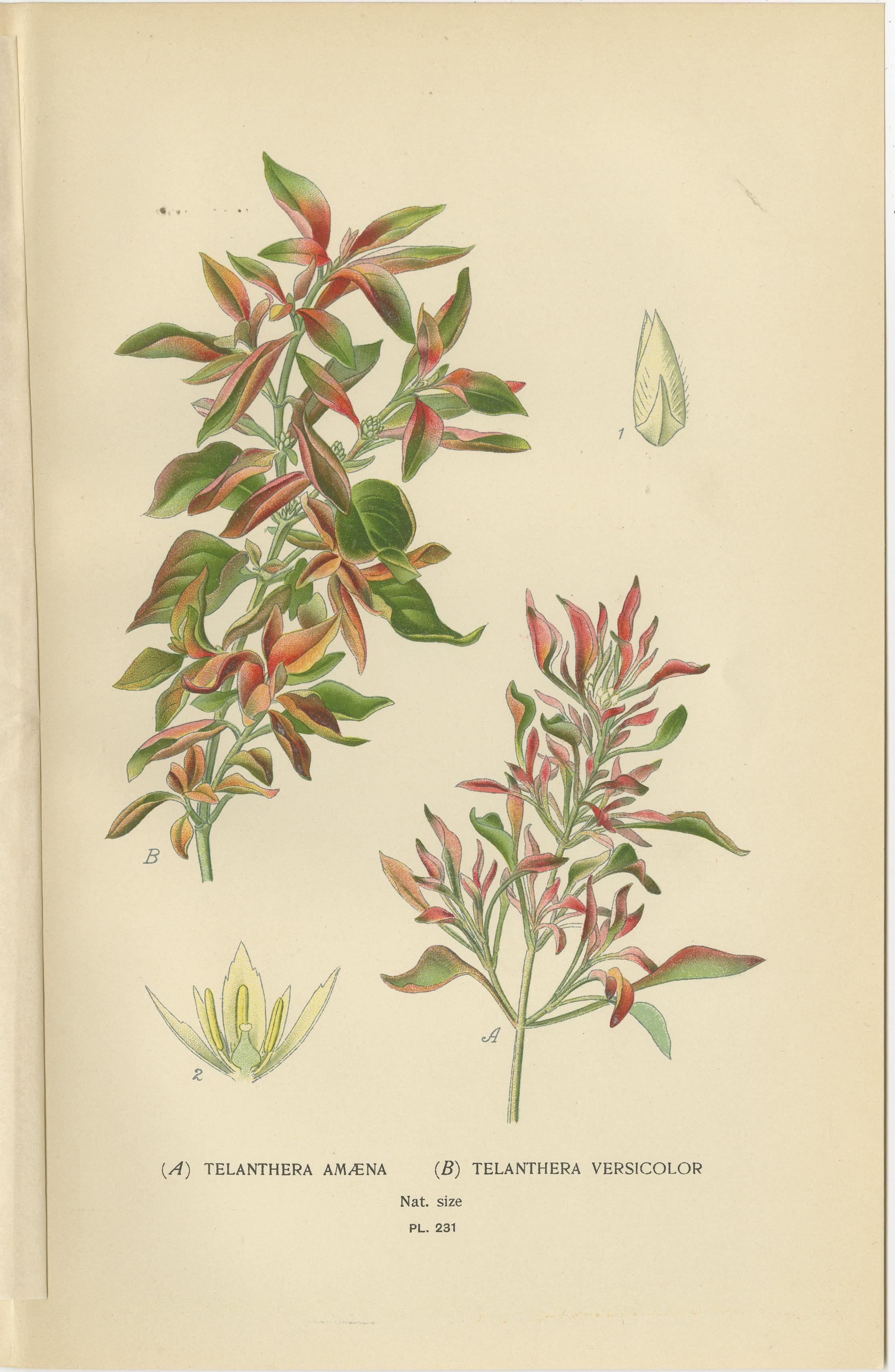 1897 Botanical Compilation – Bloodleaf, Joyweed, and Globe Amaranth In Good Condition For Sale In Langweer, NL