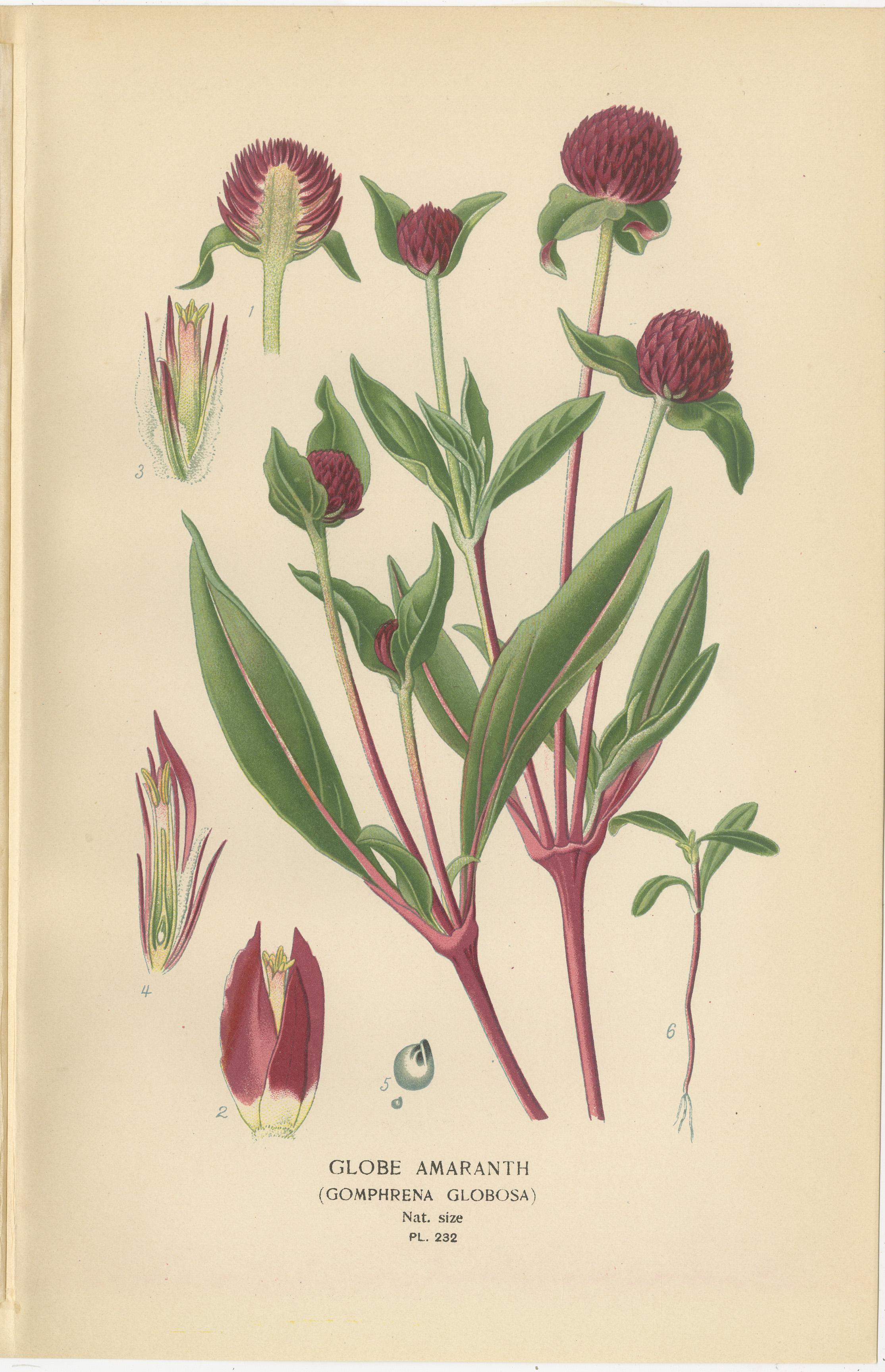 Late 19th Century 1897 Botanical Compilation – Bloodleaf, Joyweed, and Globe Amaranth For Sale