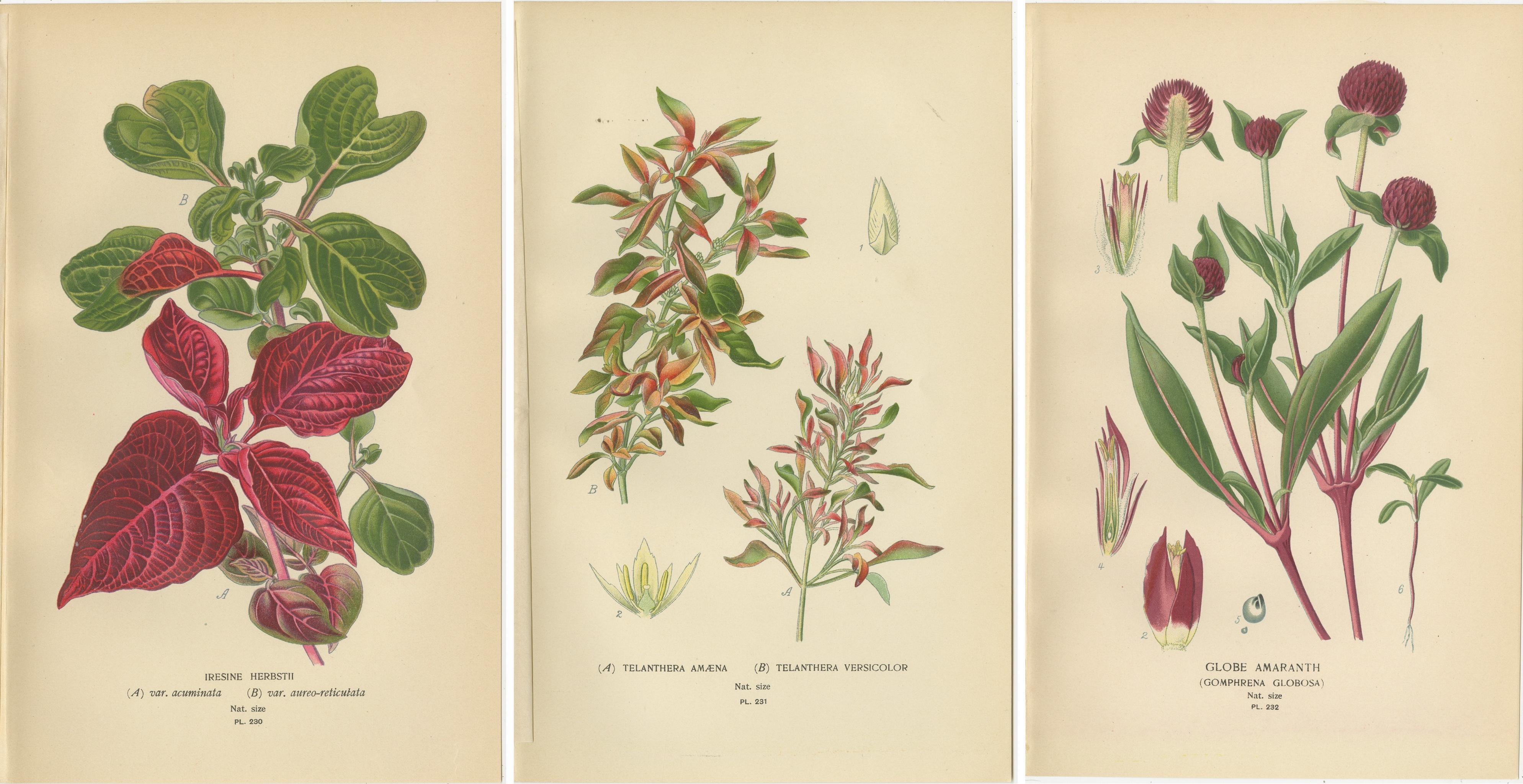Paper 1897 Botanical Compilation – Bloodleaf, Joyweed, and Globe Amaranth For Sale