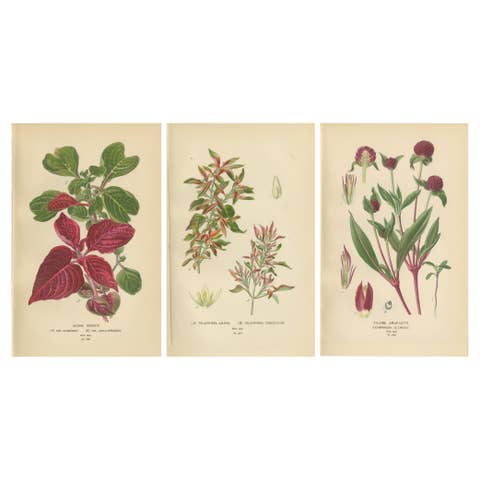 1897 Botanical Compilation – Bloodleaf, Joyweed, and Globe Amaranth