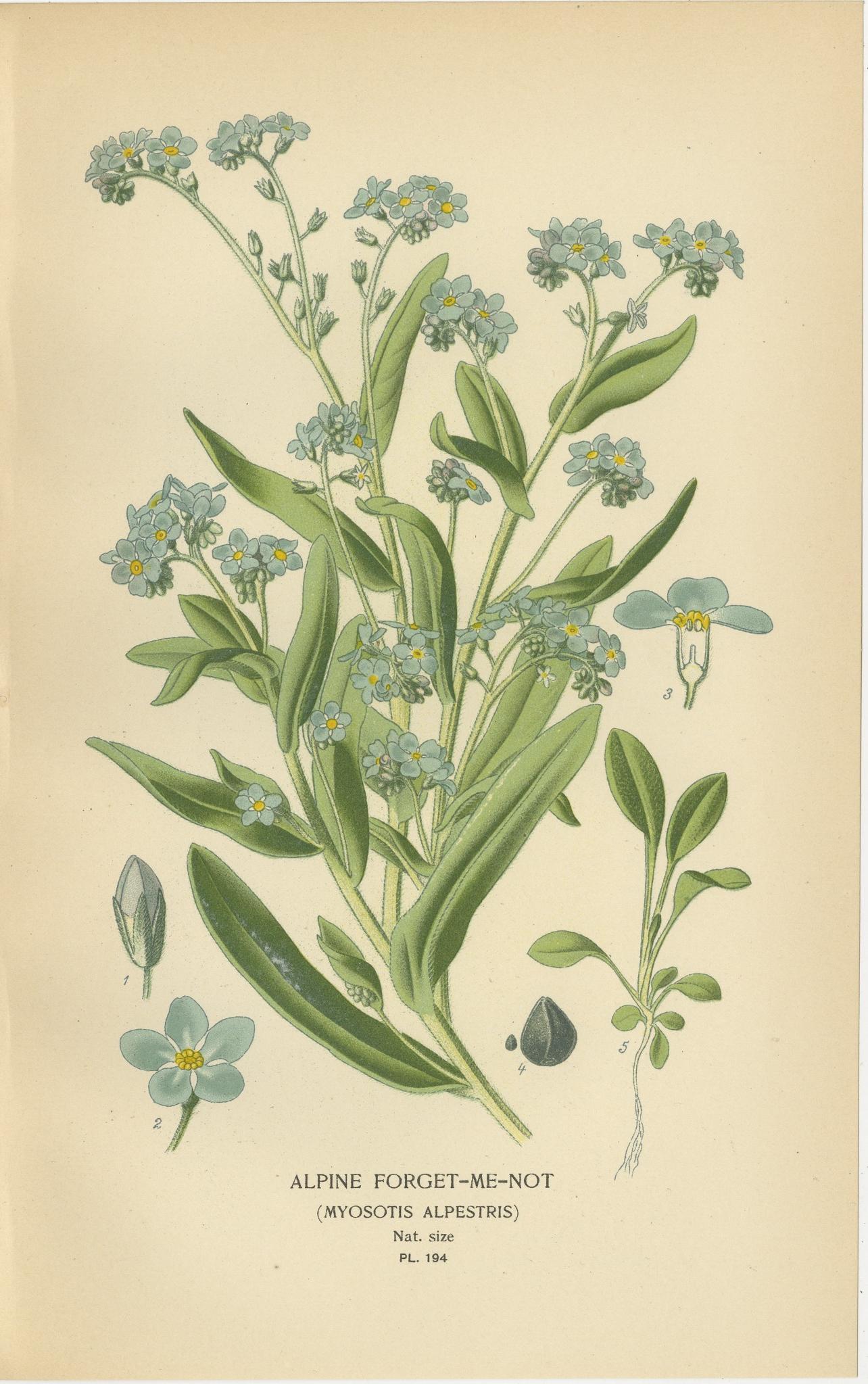 Title: 1897 Botanical Print – Alpine Forget-Me-Not (Myosotis Alpestris)  

Description:  
This original 1897 botanical print features the alpine forget-me-not (*Myosotis alpestris*), an iconic symbol of delicate beauty. Published in *Favourite