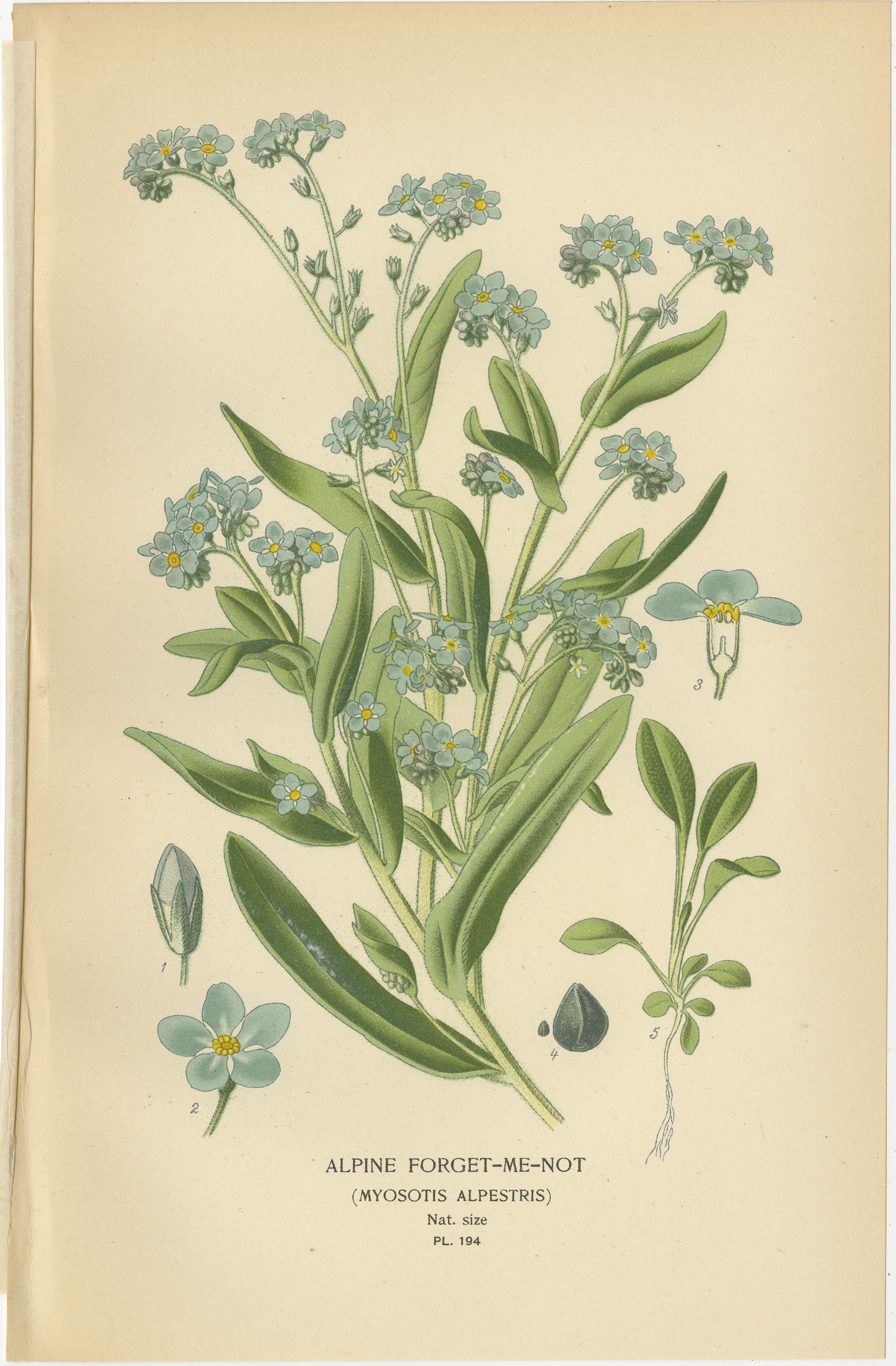 1897 Botanical Print – Alpine Forget-Me-Not (Myosotis Alpestris) In Good Condition For Sale In Langweer, NL