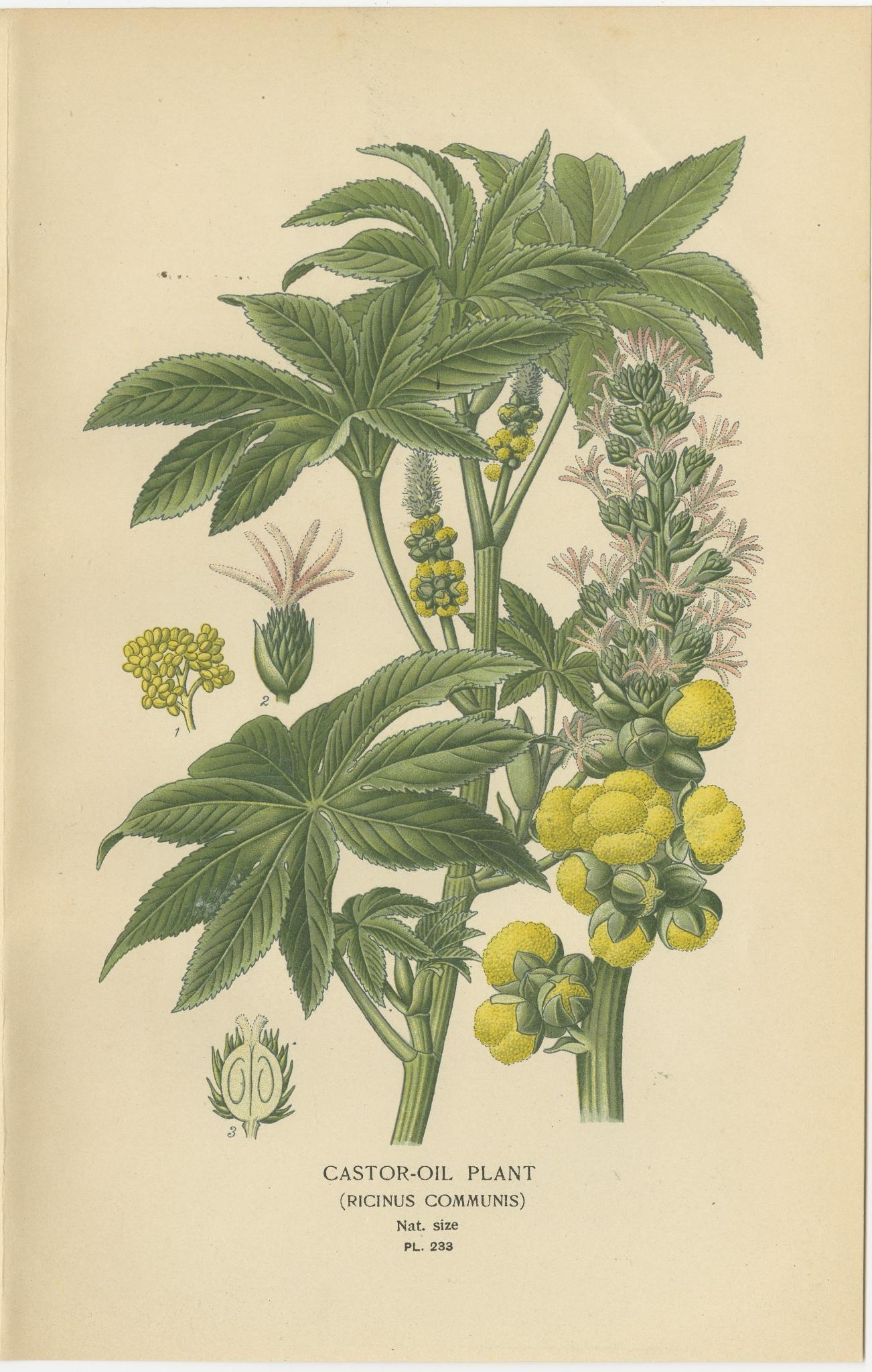 Título: Estampa botánica de 1897 - Ricino (Ricinus Communis)  

Este grabado botánico original de 1897 muestra la *planta del ricino* (*Ricinus communis*), una ilustración llamativa y detallada publicada en *Flores favoritas de jardín e