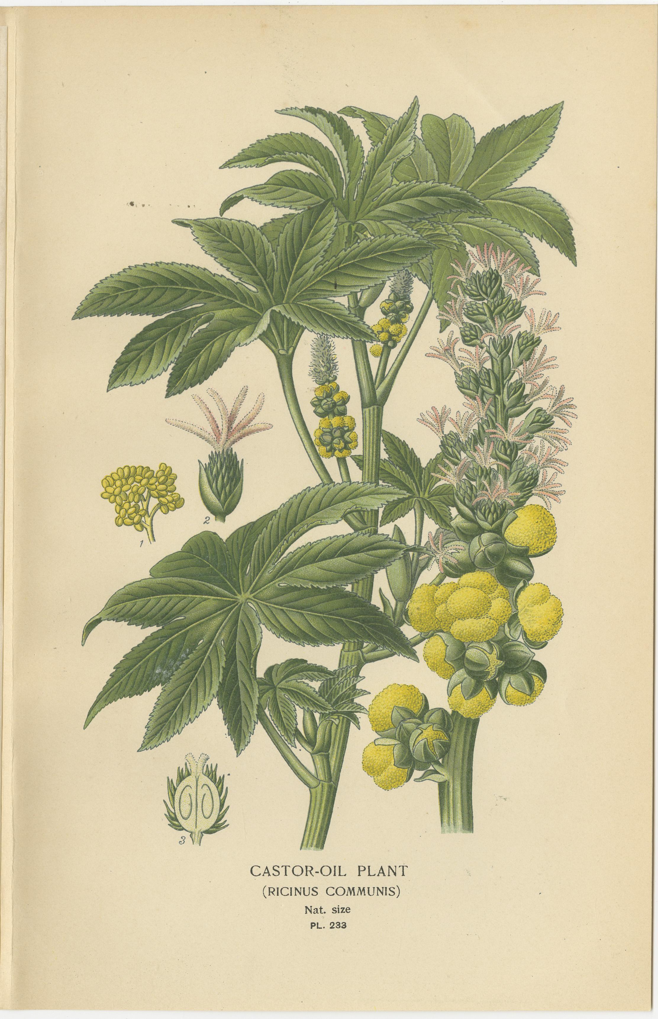 Grabado botánico de 1897 - Ricino (Ricinus Communis) en Bueno estado para la venta en Langweer, NL