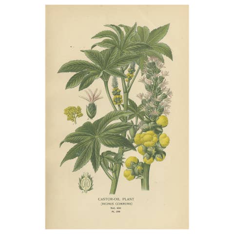 1897 Botanical Print – Castor-Oil Plant (Ricinus Communis)