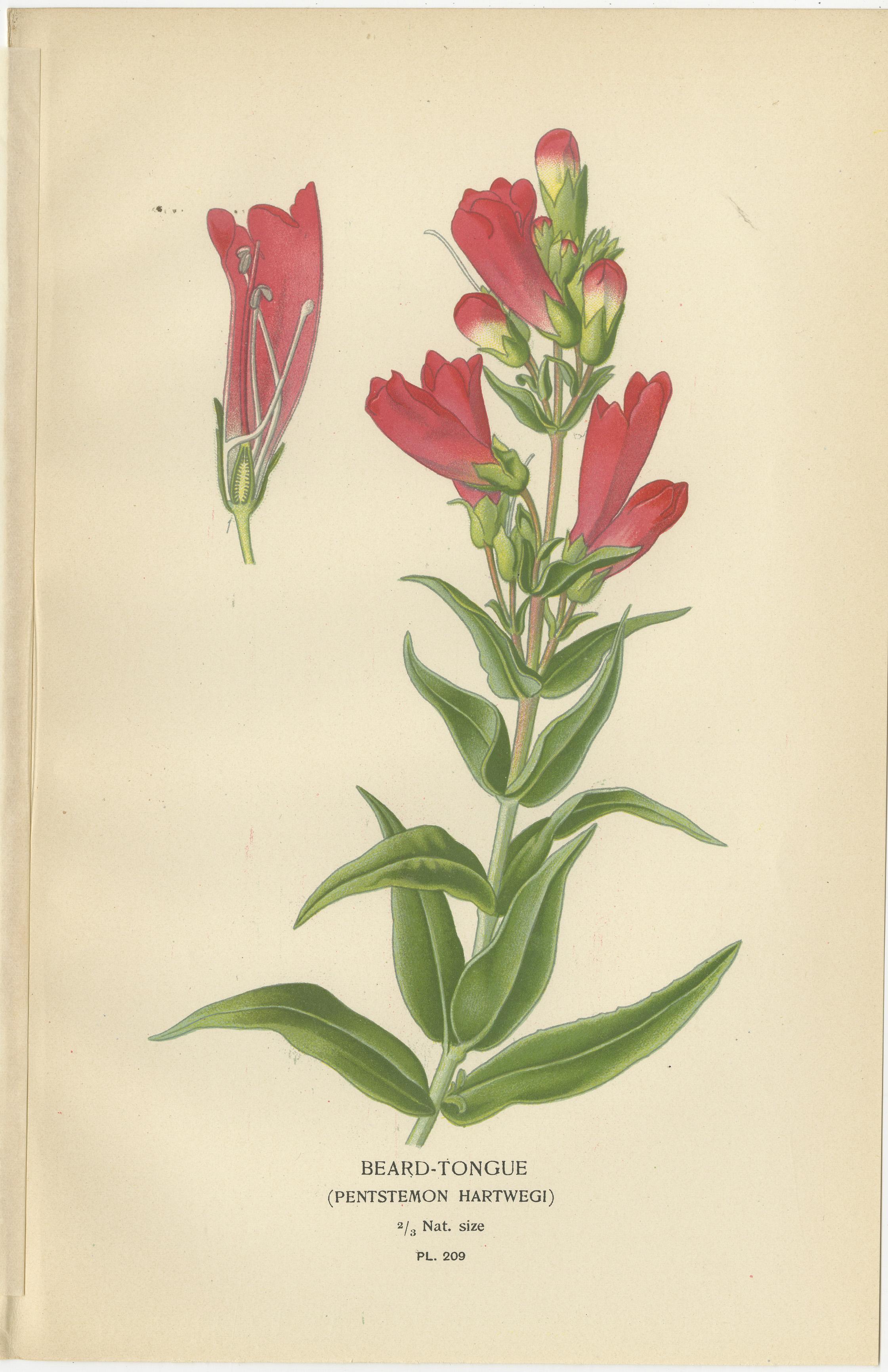 Titel: Botanische Drucke von 1897 - Bartzunge, Collinsia, Zaluzianskya und Affenblume  

Beschreibung: Dieser Satz von vier botanischen Originaldrucken aus dem Jahr 1897 zeigt die 