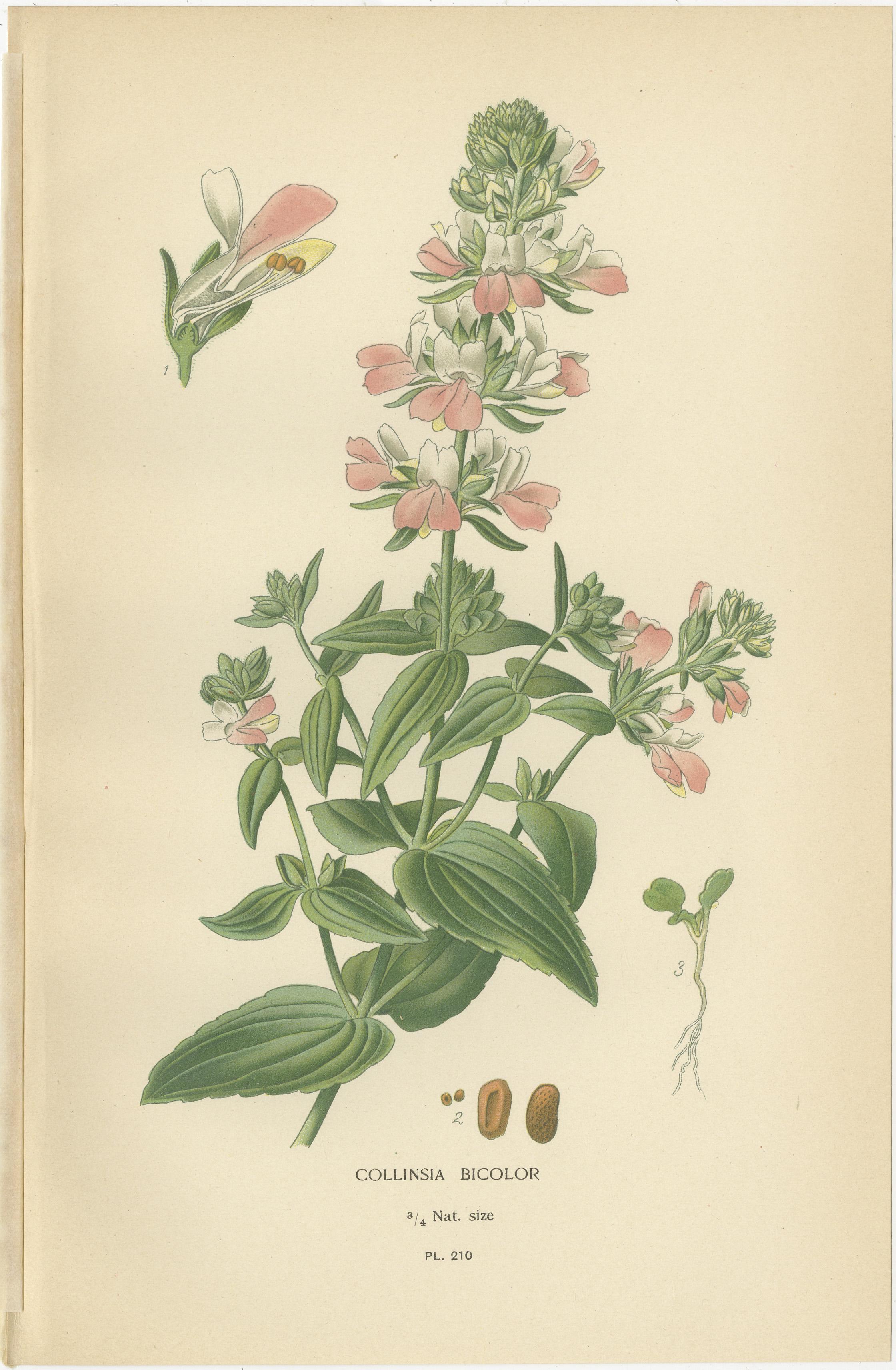 1897 Botanische Drucke - Bartzunge, Collinsia, Zaluzianskya und Affenblume im Zustand „Gut“ im Angebot in Langweer, NL