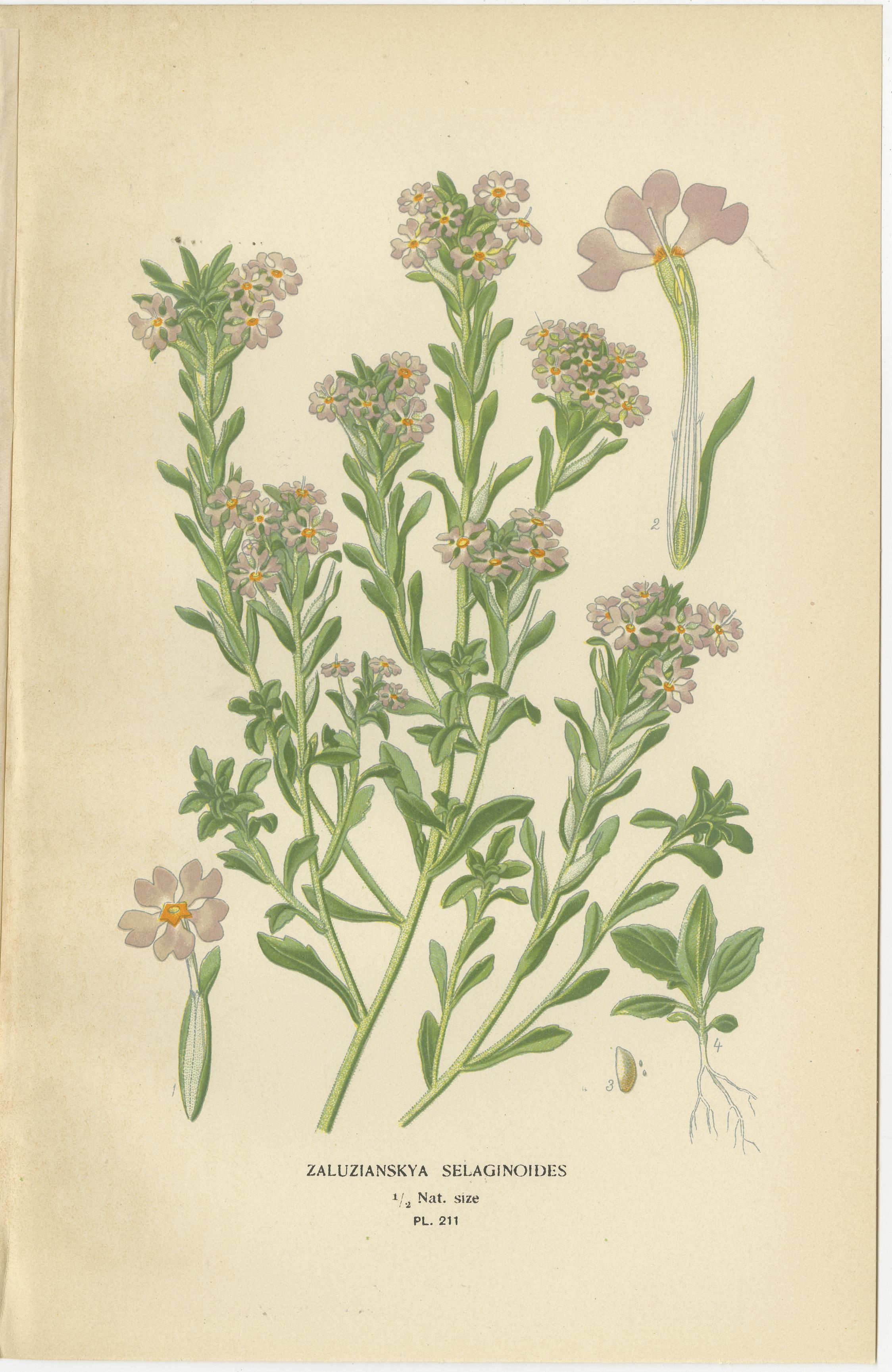 1897 Botanische Drucke - Bartzunge, Collinsia, Zaluzianskya und Affenblume (Spätes 19. Jahrhundert) im Angebot