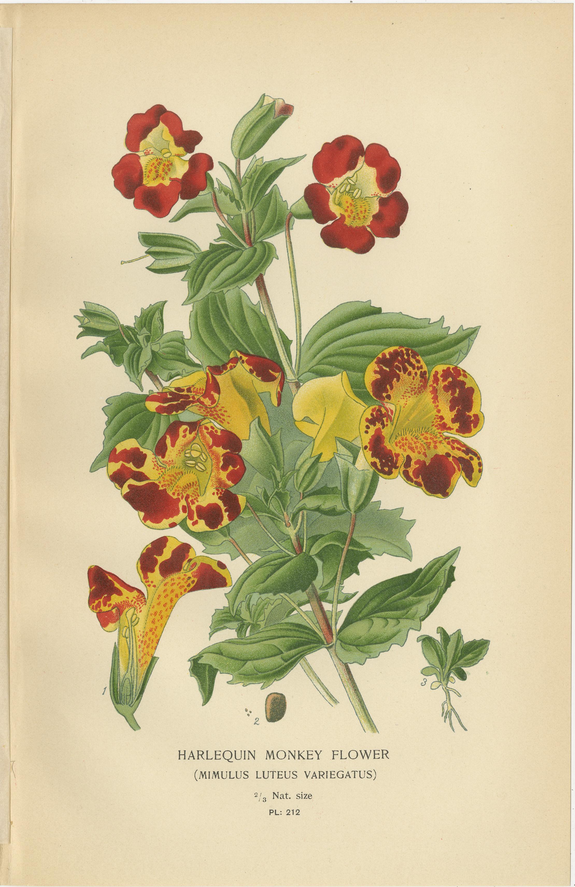1897 Botanische Drucke - Bartzunge, Collinsia, Zaluzianskya und Affenblume (Papier) im Angebot