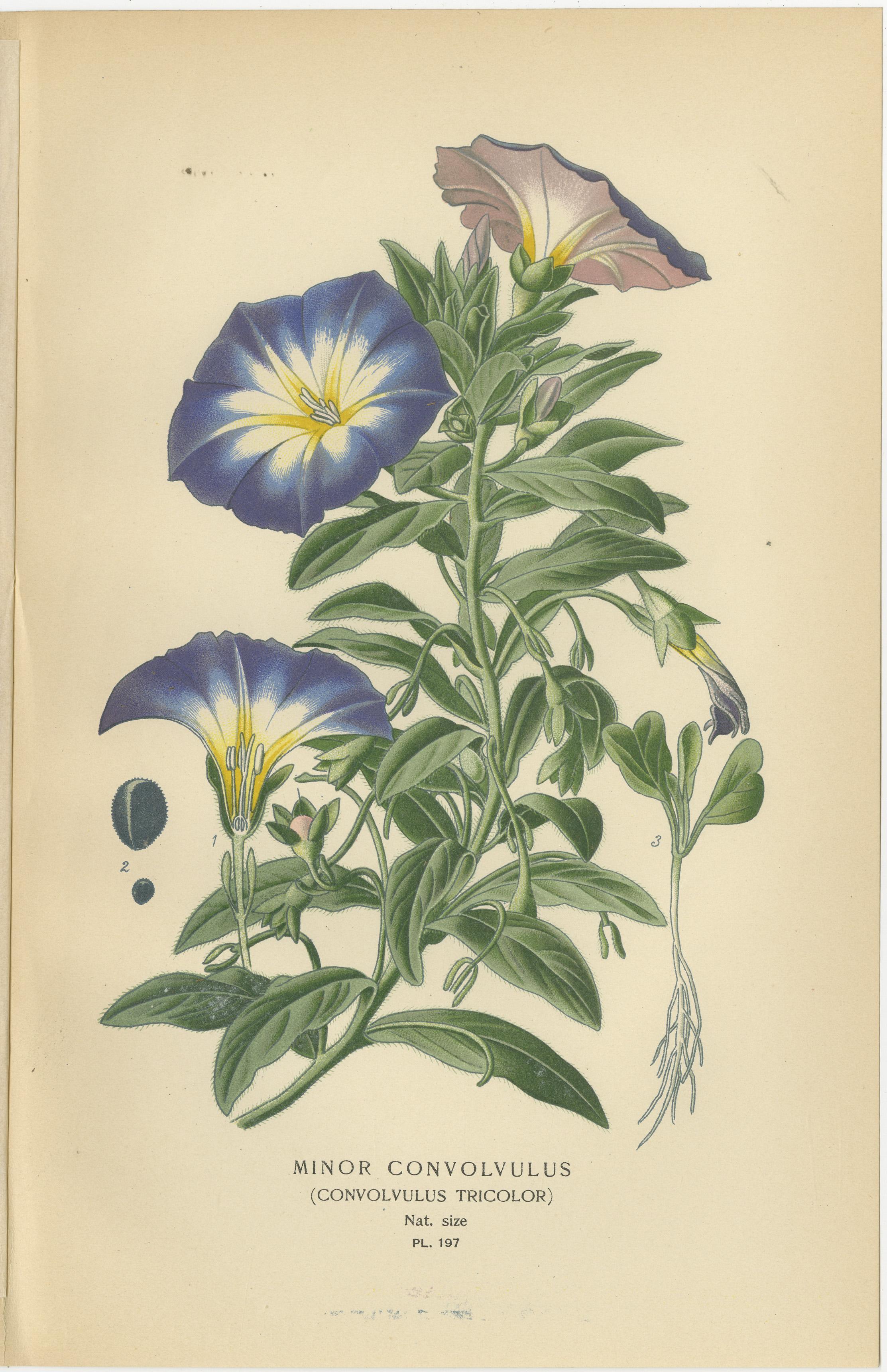 Titel: Botanische Drucke von 1897 - Kleine Winde und Kapuzinerkresse  

Beschreibung:  
Dieses Paar botanischer Originaldrucke von 1897 zeigt die Kleine Winde (*Convolvulus tricolor*) und den Sternkapselstrauch (*Solanum capsicastrum*). Diese