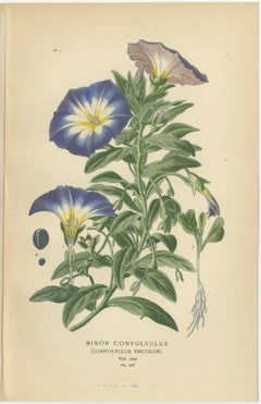 1897 Botanical Prints – Dwarf Morning Glory and Star Capsicum (Jerusalem Cherry)