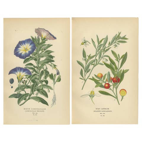 1897 Botanical Prints – Dwarf Morning Glory and Star Capsicum (Jerusalem Cherry)