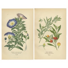 1897 Estampas botánicas - Capsicum enano y Capsicum estrella (cereza de Jerusalén)
