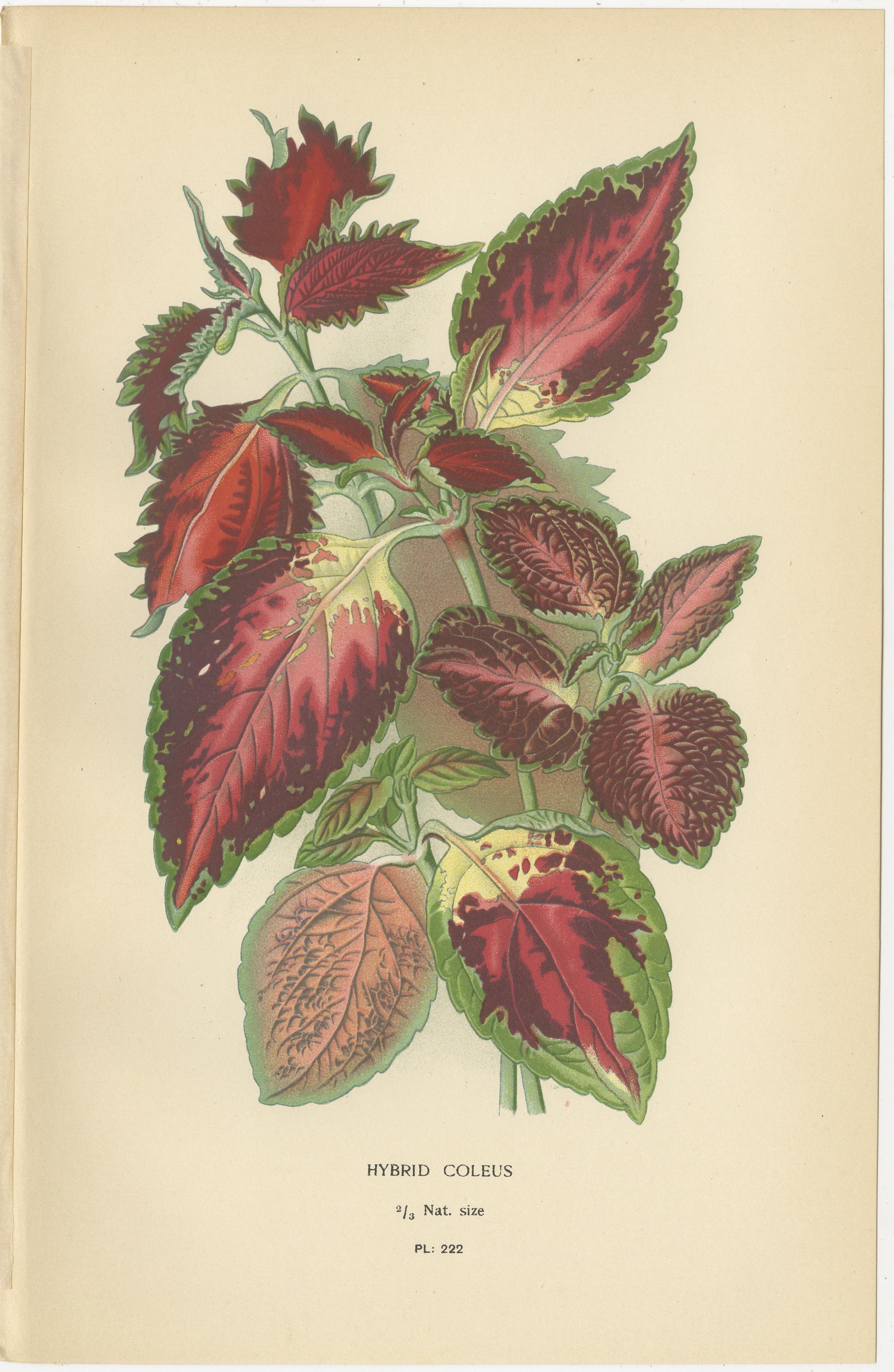 Titre : Estampes botaniques de 1897 - Coleus hybride, Sage écarlate et Ortie morte tachetée  

Cette série de trois estampes botaniques originales de 1897 représente le coleus hybride (*Coleus hybridus*), la sauge écarlate (*Salvia splendens*) et