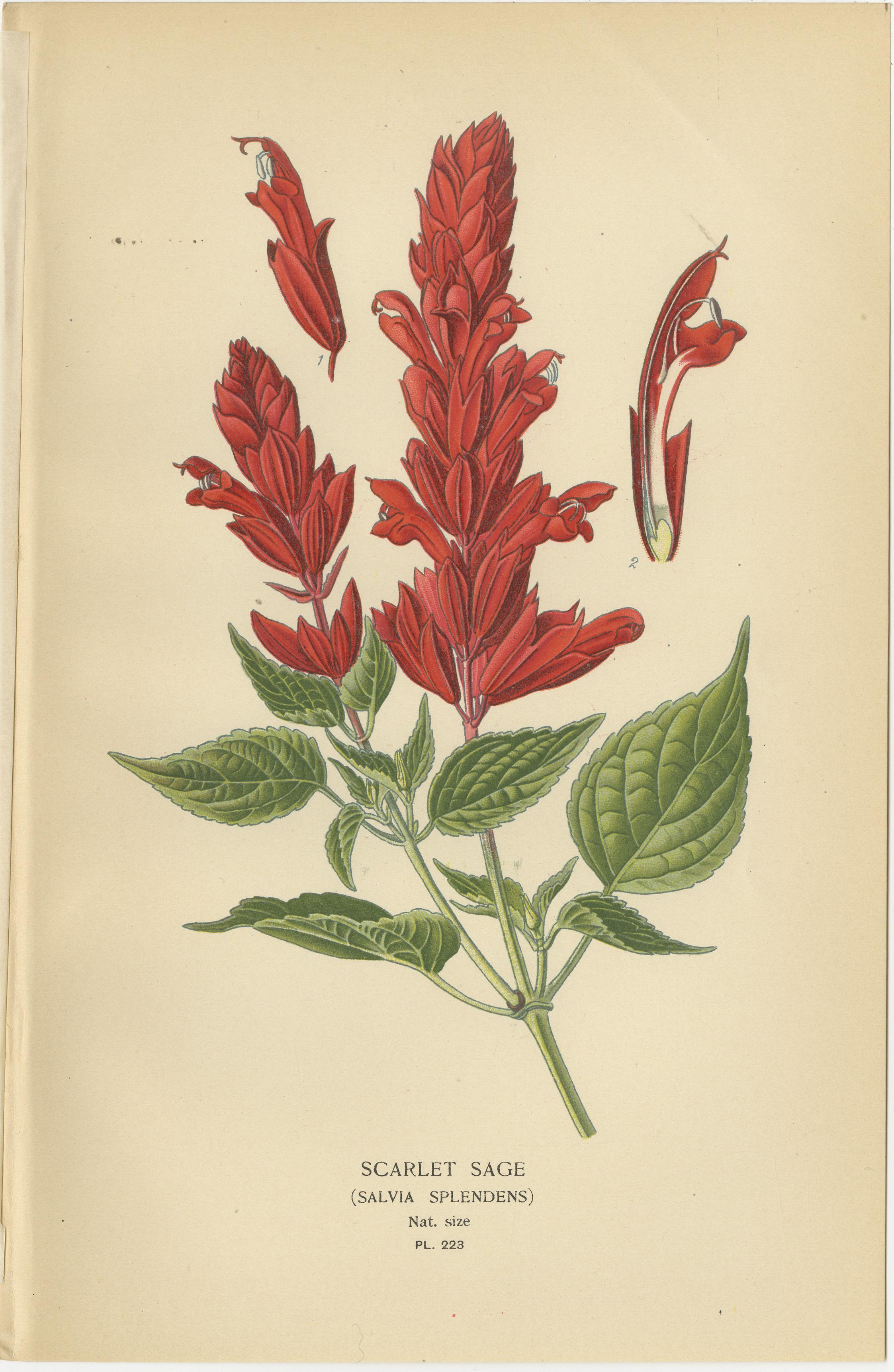 1897 Estampes botaniques - Coléus hybride, sauge écarlate et ortie morte tachetée Bon état - En vente à Langweer, NL