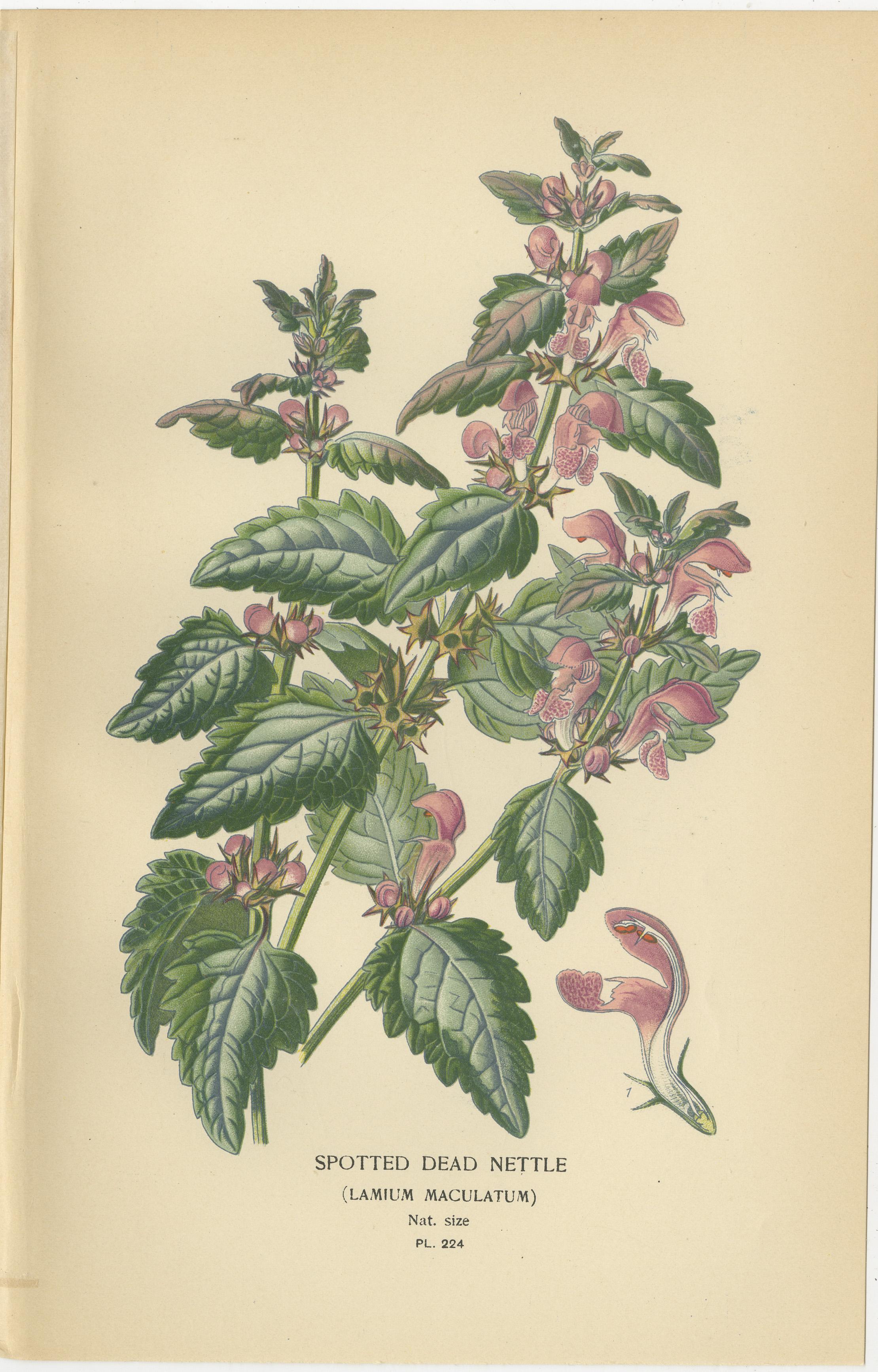 Fin du XIXe siècle 1897 Estampes botaniques - Coléus hybride, sauge écarlate et ortie morte tachetée en vente