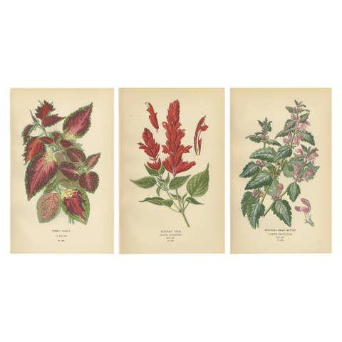 1897 Botanical Prints – Hybrid Coleus, Scarlet Sage, and Spotted Dead Nettle