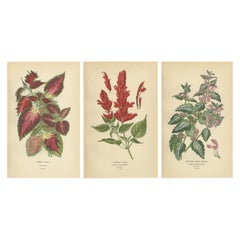 1897 Botanische Drucke - Hybrid Coleus, Scharlachroter Salbei und Gefleckte Taubnessel