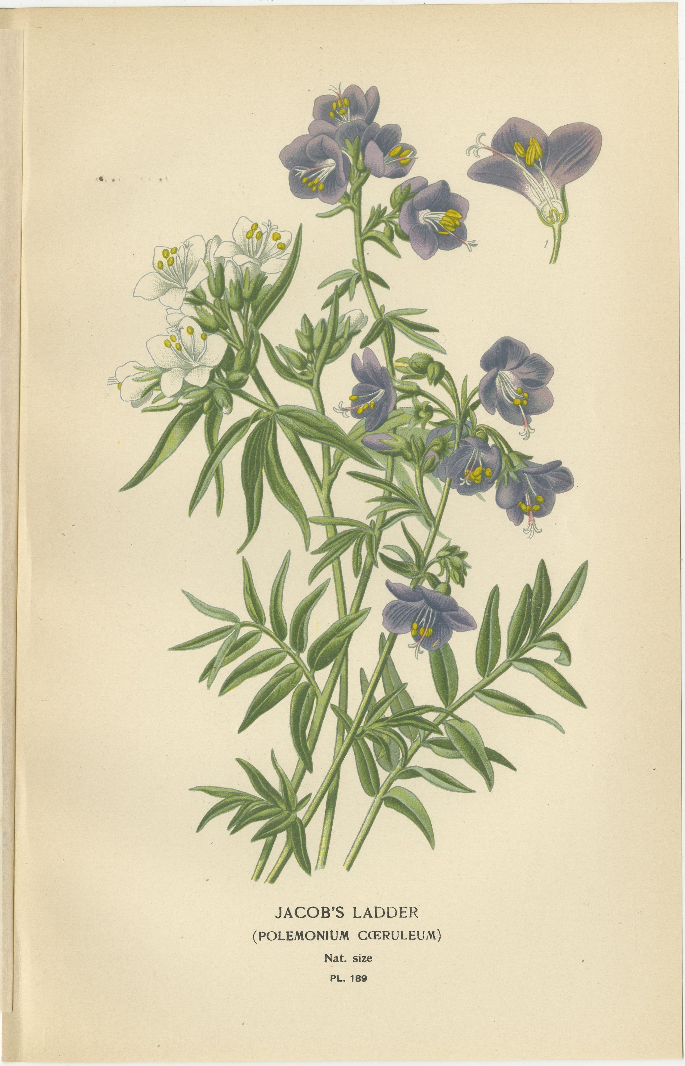 Titolo: Stampe botaniche del 1897 - Scala di Giacobbe e Vite a coppa e piattino  

Descrizione:  Questa coppia di stampe botaniche originali del 1897 raffigura la scala di Giacobbe (*Polemonium caeruleum*) e la vite a coppa (*Cobaea scandens*),