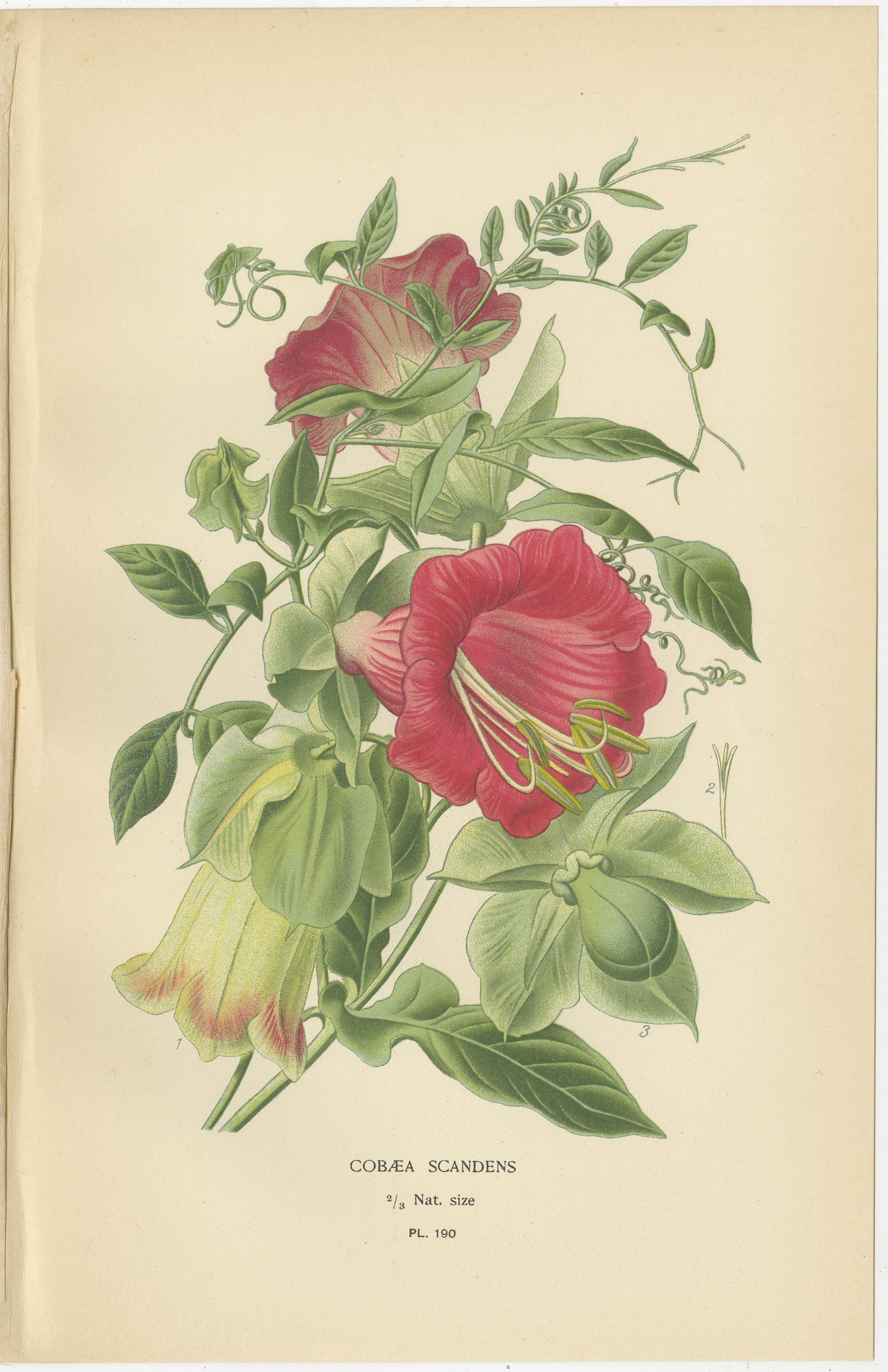 Stampe botaniche del 1897 - La scala di Giacobbe e la vite a coppa e piattino In condizioni buone in vendita a Langweer, NL