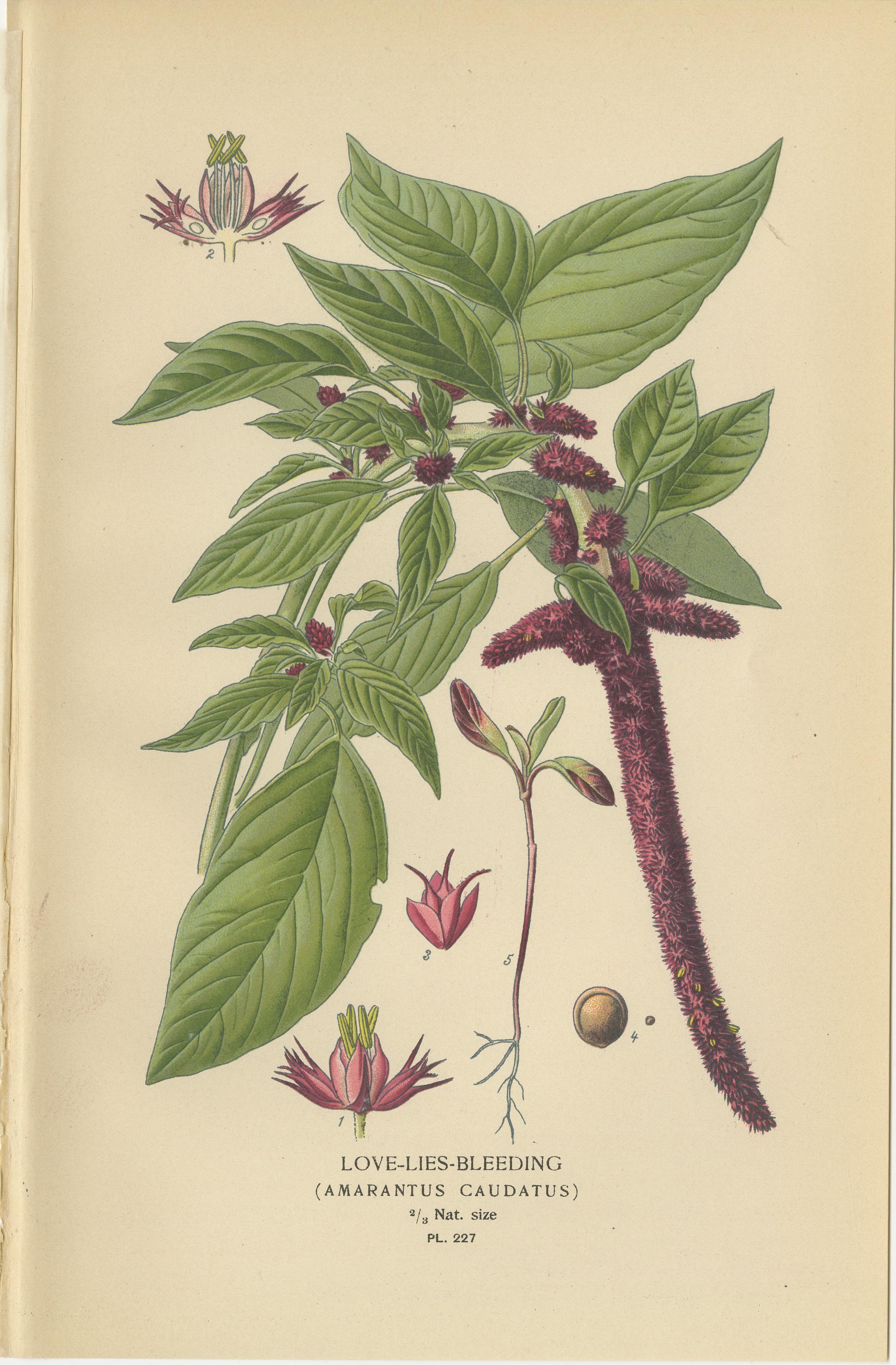 Titel: Botanische Drucke von 1897 - Liebeskummer-Blüten, Bunter Amaranth und Hahnenkamm  

Diese Sammlung dreier botanischer Originaldrucke aus dem Jahr 1897 zeigt *Liebesblumen* (Amarantus caudatus), *Fleck-Amarant* (Amarantus tricolor) und