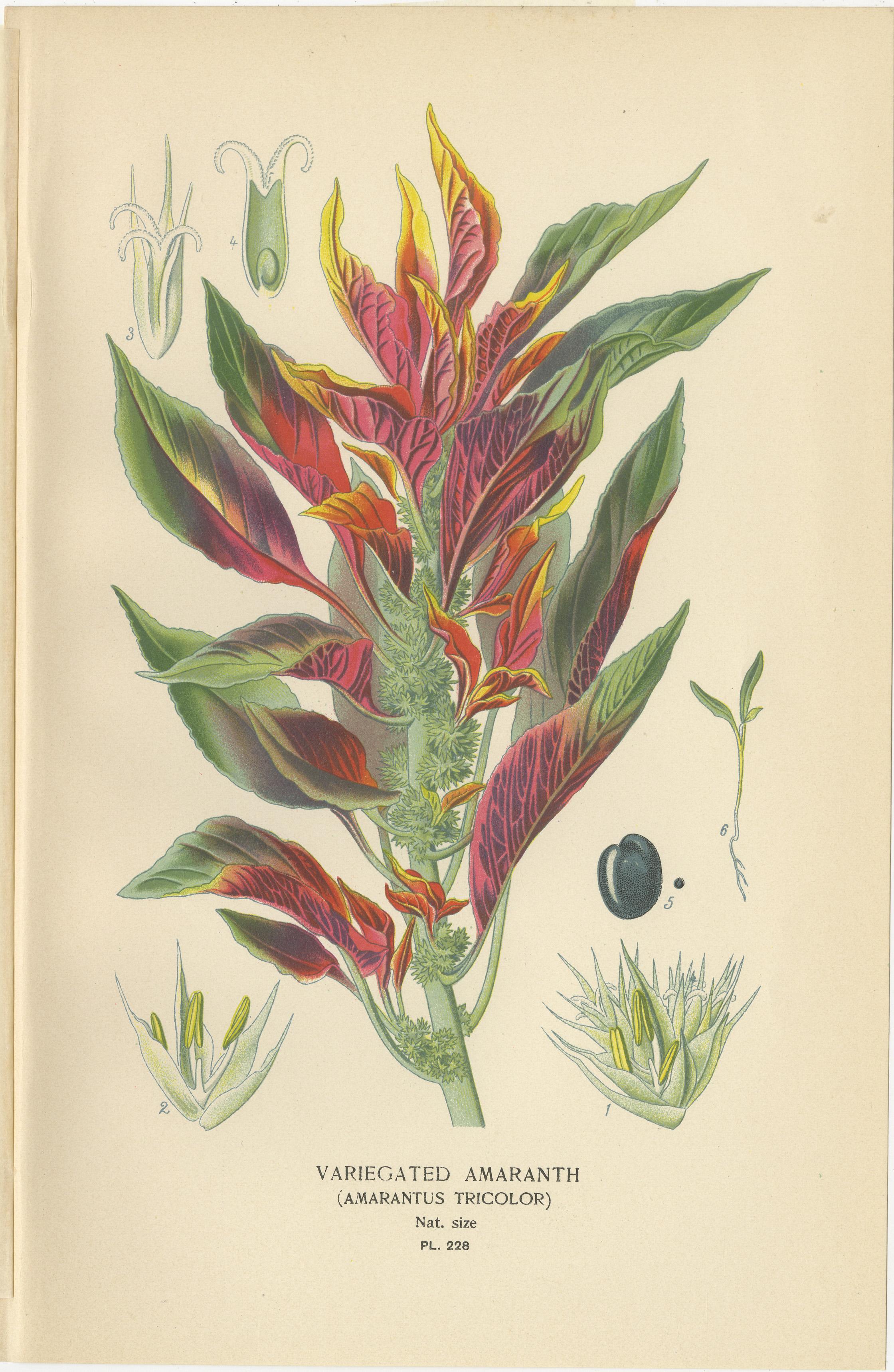 1897 Botanische Drucke - Liebeslügen-Blutung, Bunter Amarant und Hahnenkamm im Zustand „Gut“ im Angebot in Langweer, NL