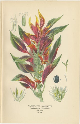 1897 Botanical Prints, Love-Lies-Bleeding, Variegated Amaranth, and Cockscomb, view 4