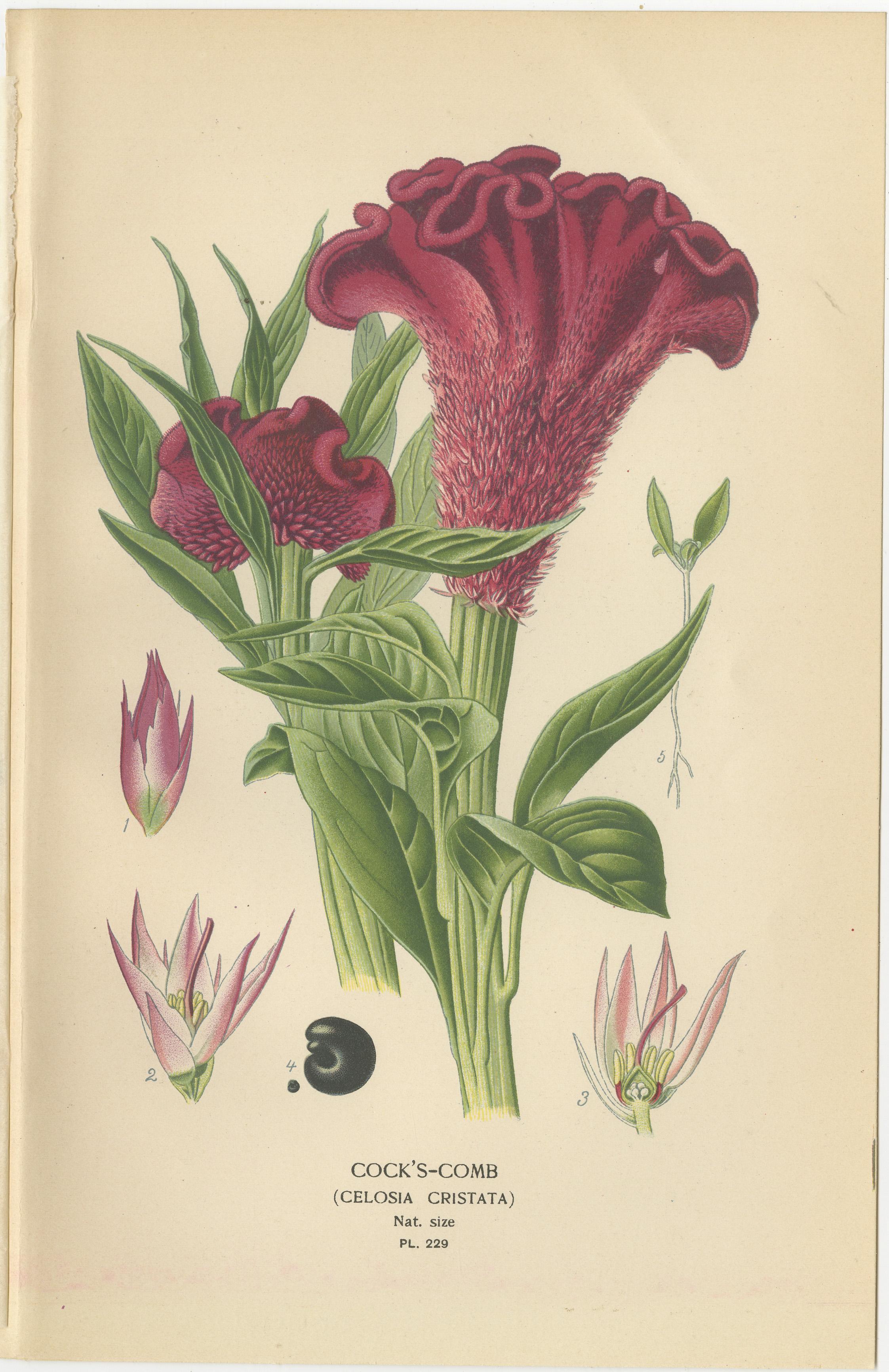 1897 Botanische Drucke - Liebeslügen-Blutung, Bunter Amarant und Hahnenkamm (Spätes 19. Jahrhundert) im Angebot