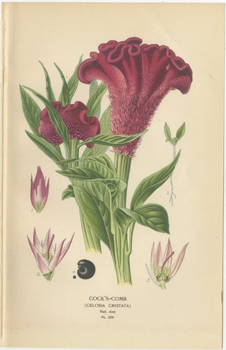 1897 Botanical Prints, Love-Lies-Bleeding, Variegated Amaranth, and Cockscomb, view 5