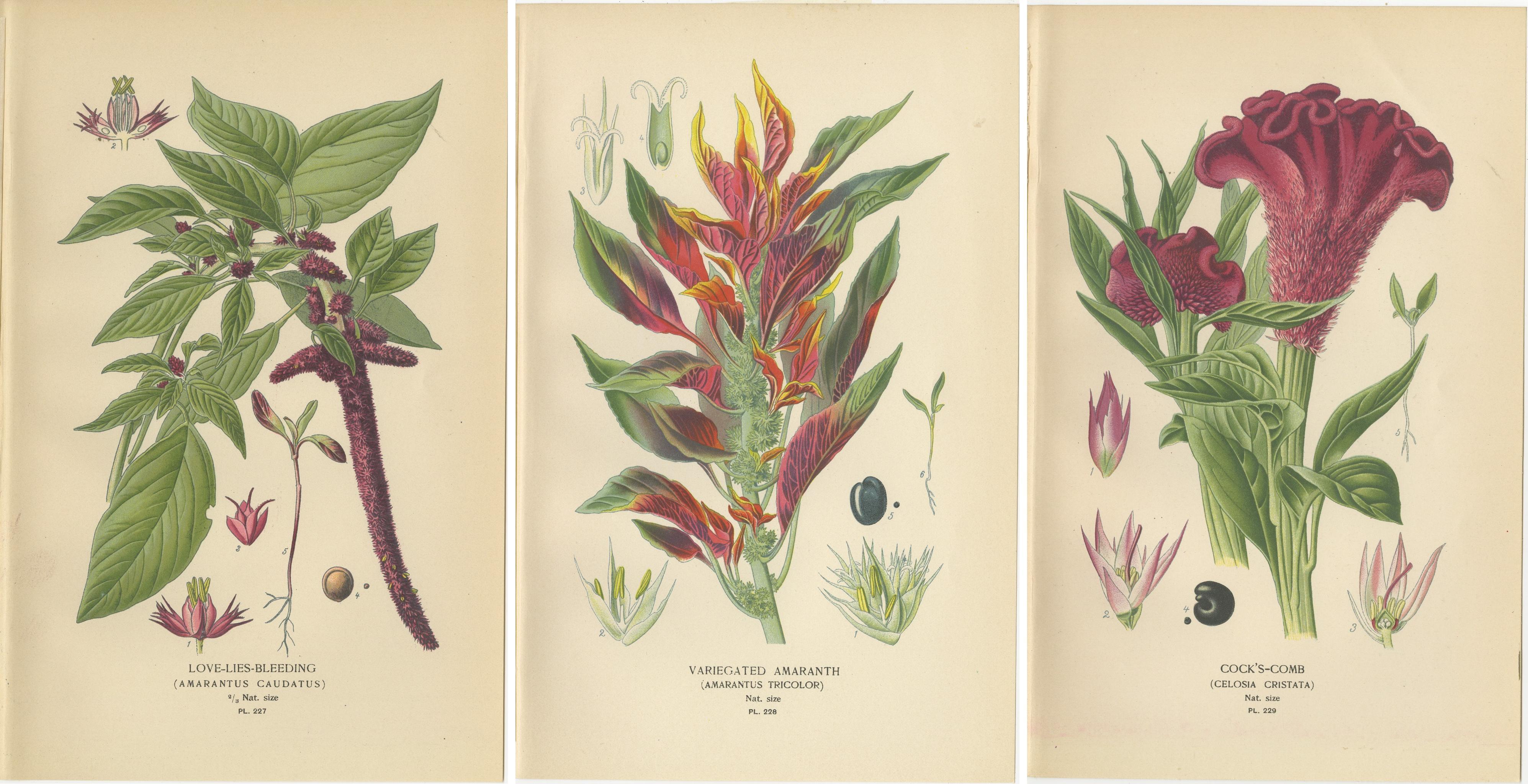 1897 Botanische Drucke - Liebeslügen-Blutung, Bunter Amarant und Hahnenkamm (Papier) im Angebot