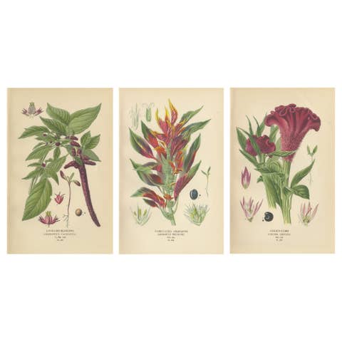 1897 Botanical Prints – Love-Lies-Bleeding, Variegated Amaranth, and Cockscomb