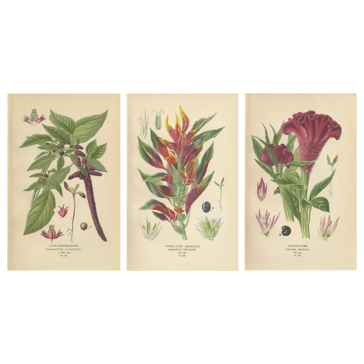 1897 Botanical Prints, Love-Lies-Bleeding, Variegated Amaranth, and Cockscomb