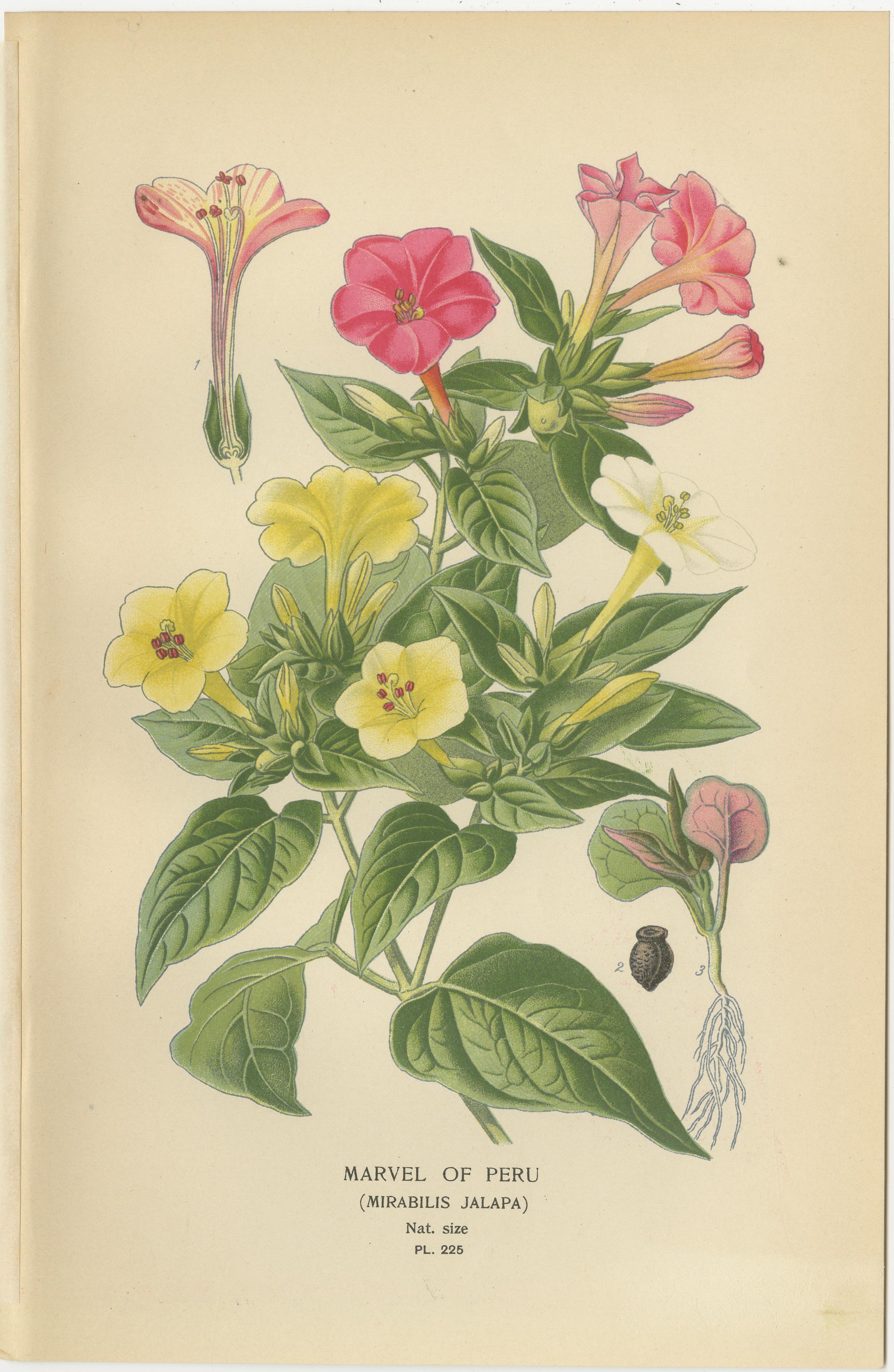 Titel: Botanische Drucke von 1897 - Wunder von Peru und Östlicher Staudenknöterich  

Beschreibung:  
Dieses Paar botanischer Originaldrucke aus dem Jahr 1897 zeigt das Perlenkraut (*Mirabilis jalapa*) und den Osterknöterich (*Polygonum orientale*).
