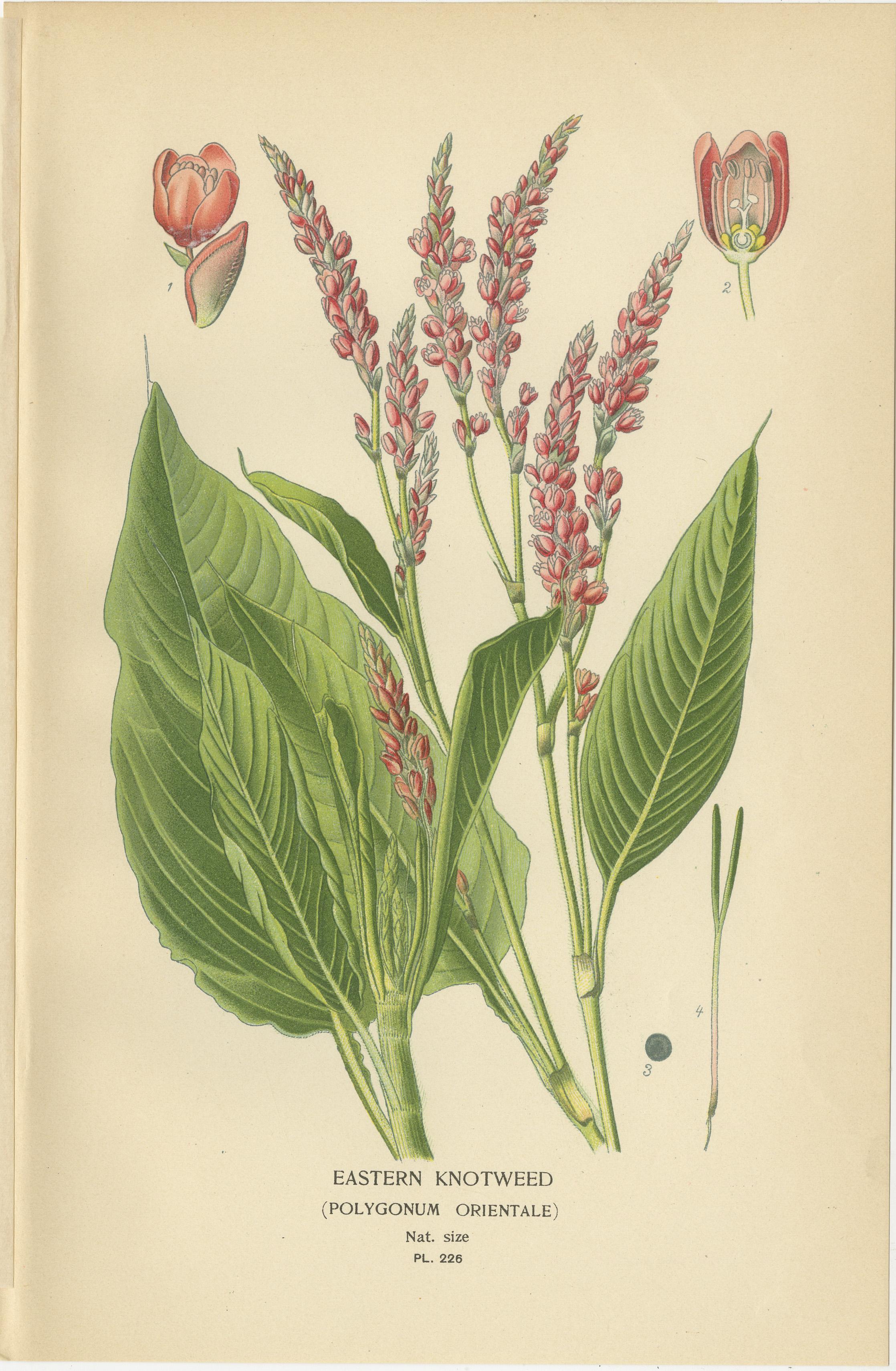 1897 Botanische Drucke - Wunder von Peru und Östlicher Staudenknöterich im Zustand „Gut“ im Angebot in Langweer, NL