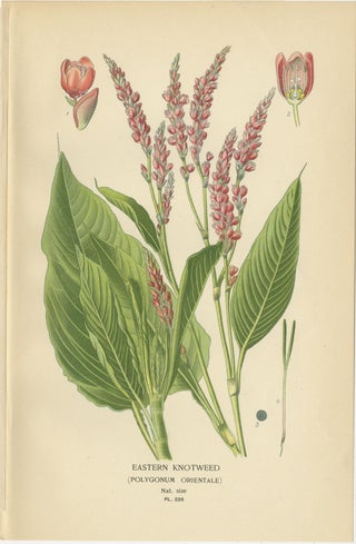 1897 Botanical Prints, Marvel of Peru and Eastern Knotweed, view 4