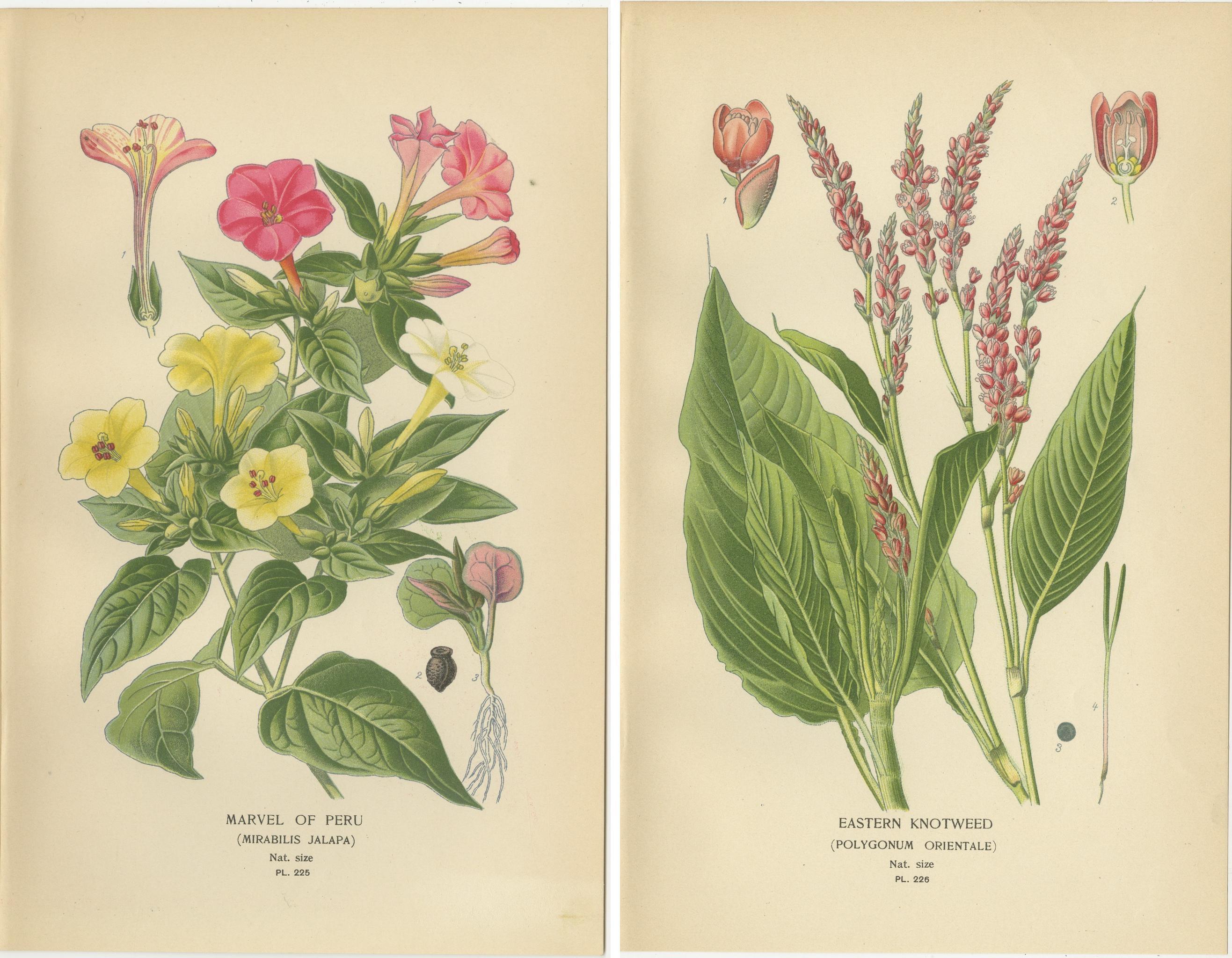 1897 Botanische Drucke - Wunder von Peru und Östlicher Staudenknöterich (Spätes 19. Jahrhundert) im Angebot