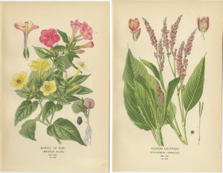 1897 Botanical Prints, Marvel of Peru and Eastern Knotweed, view 5