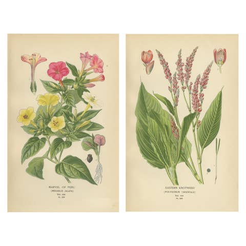 1897 Botanical Prints – Marvel of Peru and Eastern Knotweed