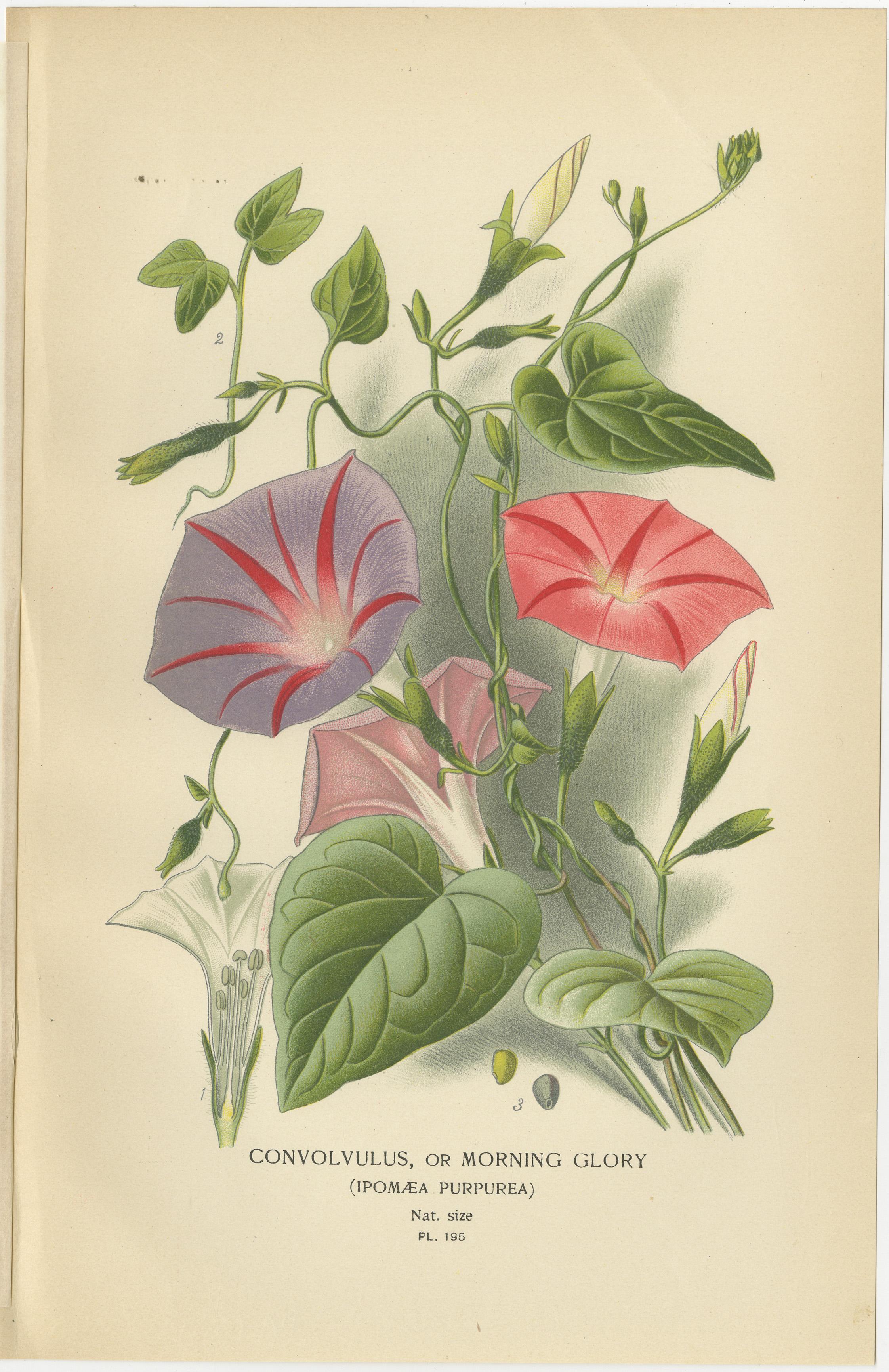 Título: 1897 Botanical Prints - Morning Glory and Red Ipomoea Varieties  

Descripción:  Este par de grabados botánicos originales de 1897 presenta la gloria de la mañana (*Ipomoea purpurea*) y dos variedades de ipomoea roja (*Ipomoea coccinea* e