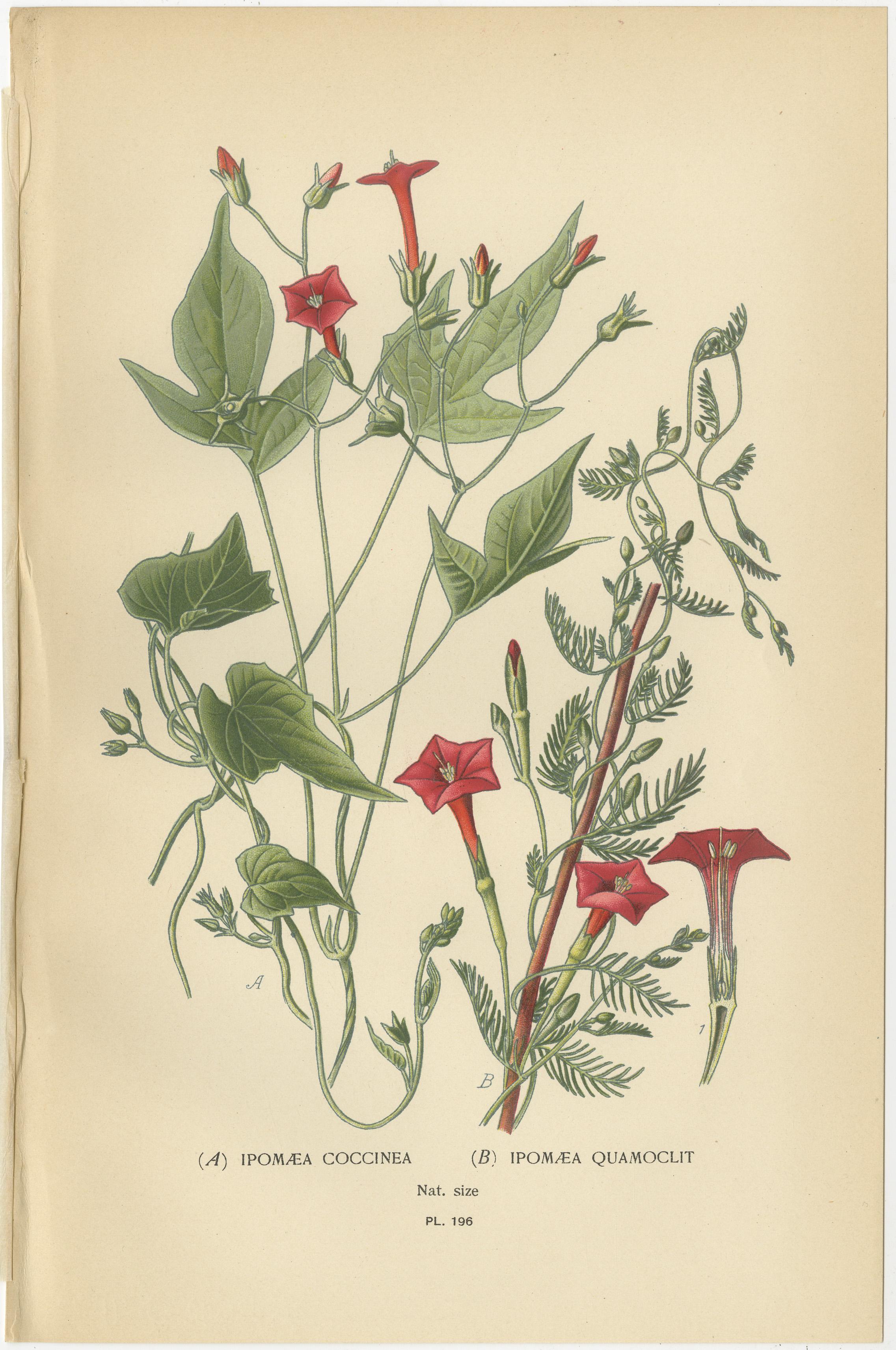 1897 Estampas Botánicas - Variedades de Morning Glory e Ipomoea Roja en Bueno estado para la venta en Langweer, NL
