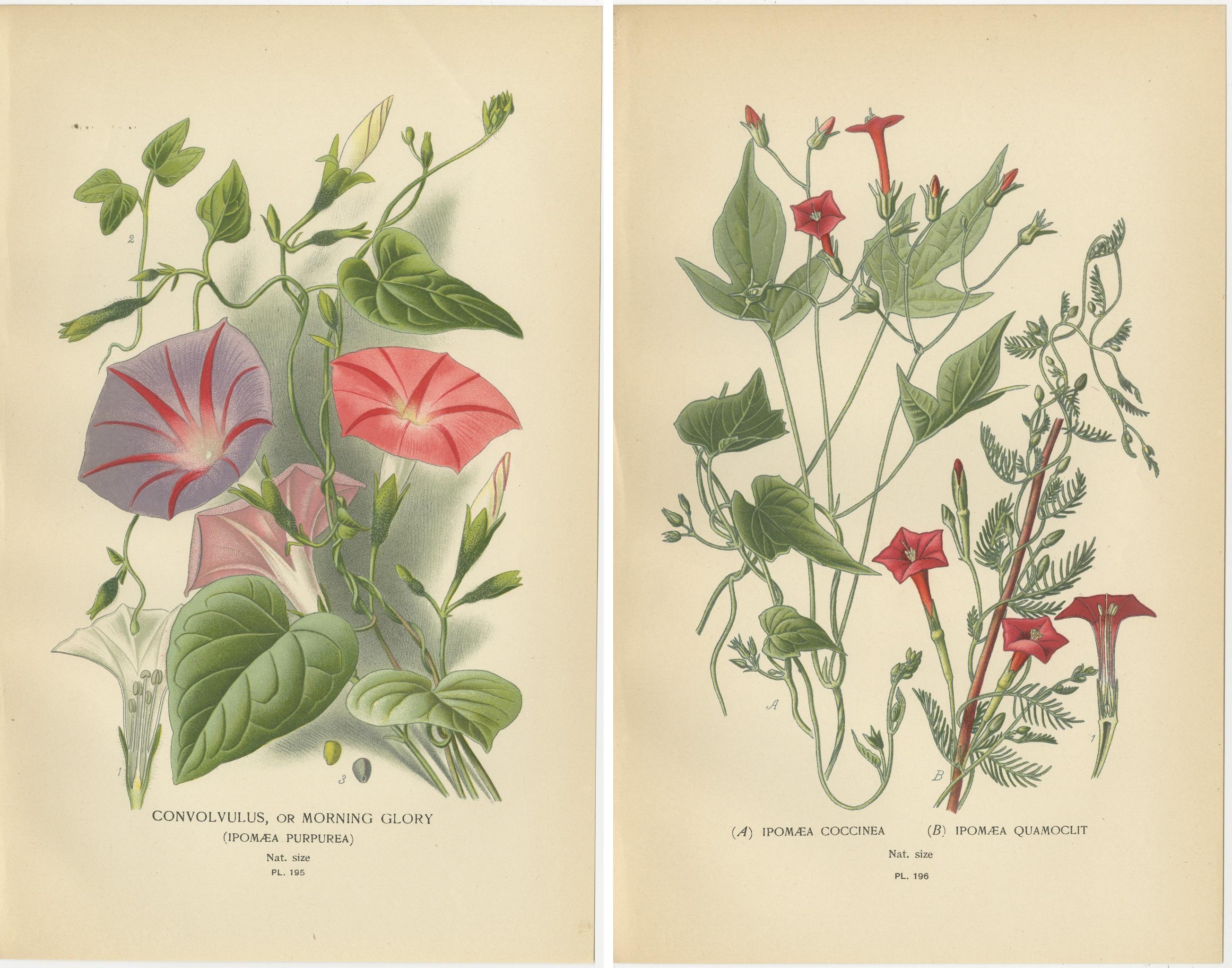 1897 Estampas Botánicas - Variedades de Morning Glory e Ipomoea Roja Fines del siglo XIX en venta