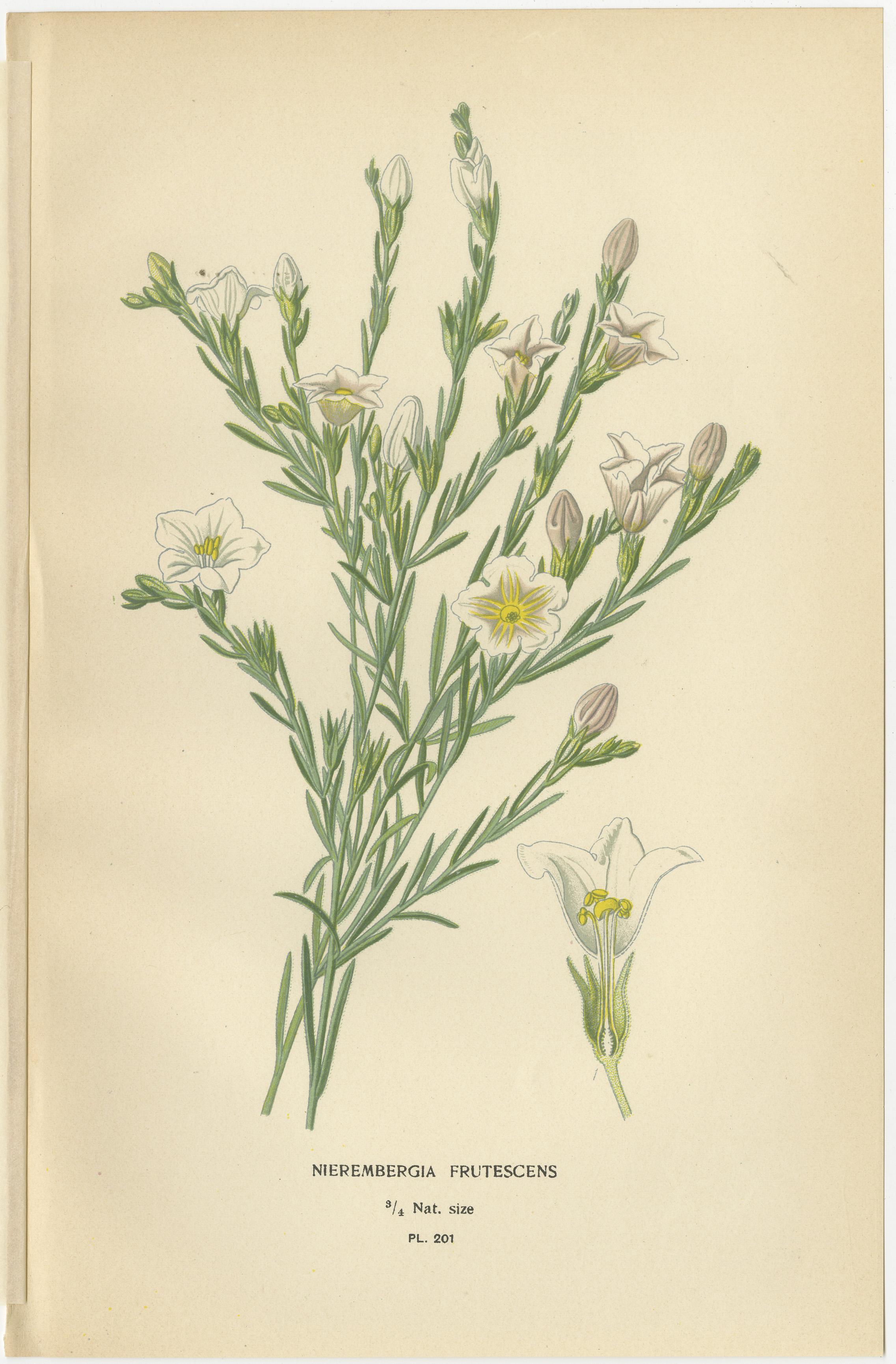 1897 Botanical Prints – Nierembergia, Salpiglossis, and Butterfly Flowers  

Description:  This collection of three original 1897 botanical prints features Nierembergia frutescens, Salpiglossis sinuata, and butterfly flowers (Schizanthus pinnatus