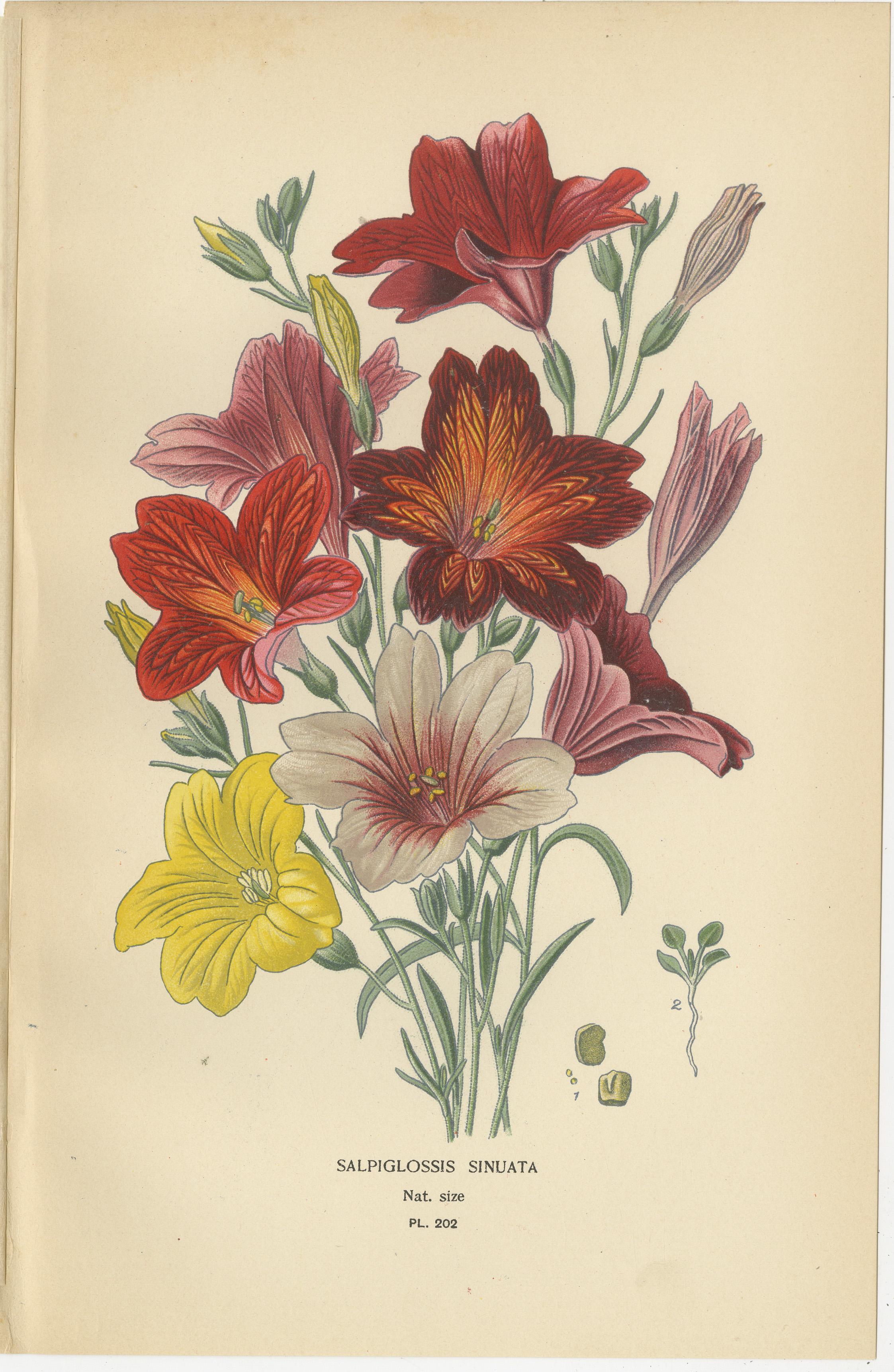 1897 Botanical Prints – Nierembergia, Salpiglossis, and Butterfly Flowers In Good Condition For Sale In Langweer, NL