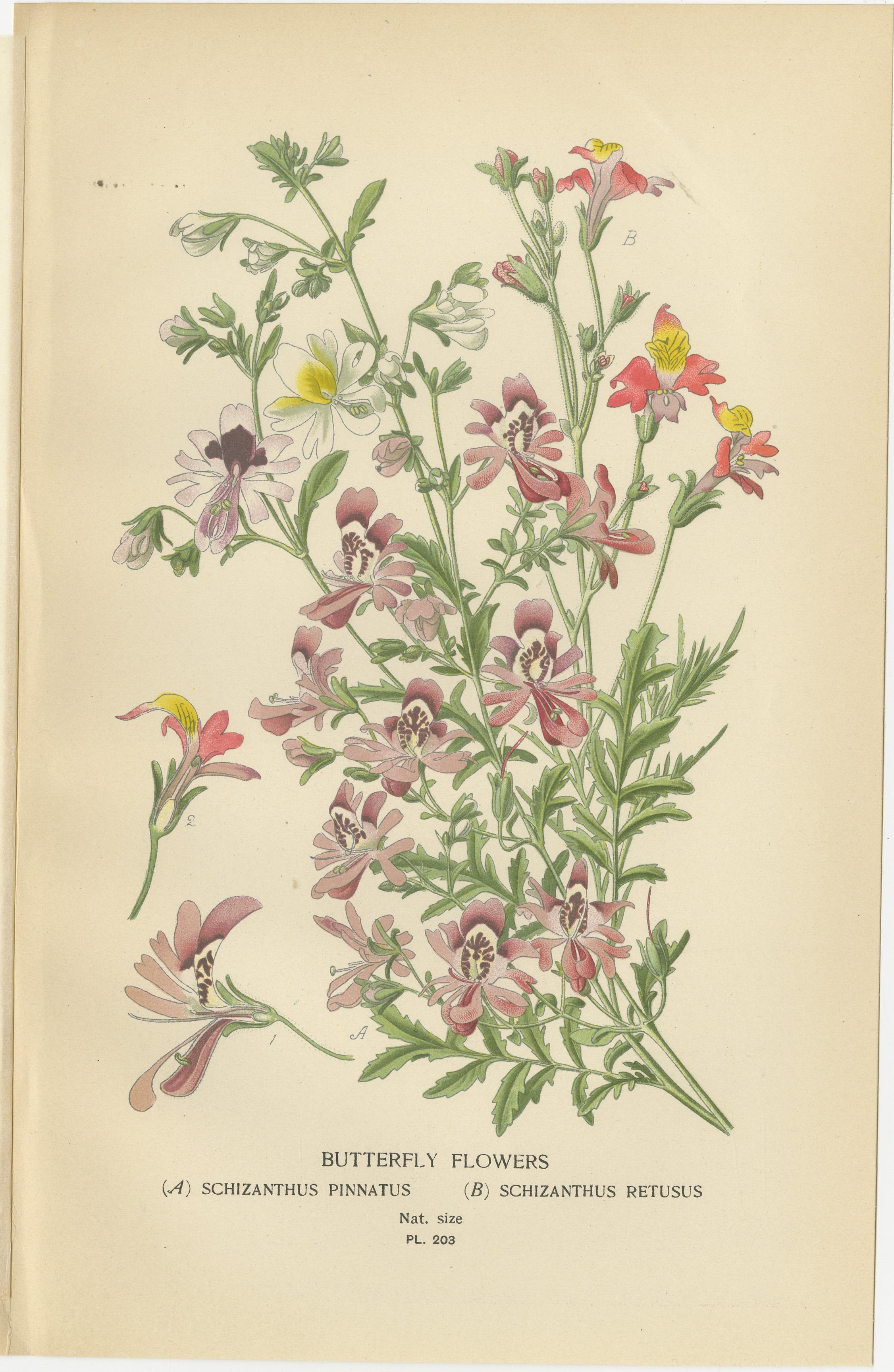 Late 19th Century 1897 Botanical Prints – Nierembergia, Salpiglossis, and Butterfly Flowers For Sale