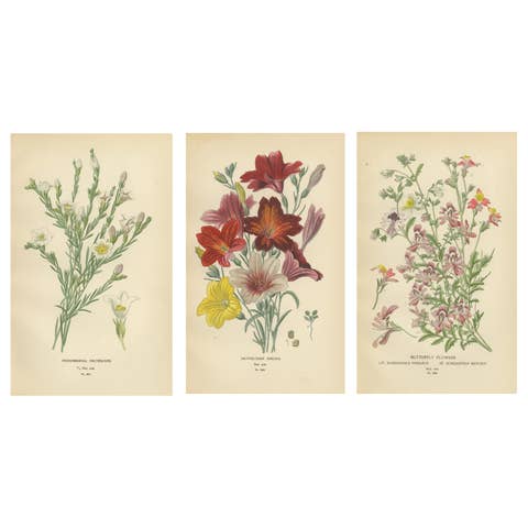 1897 Botanical Prints – Nierembergia, Salpiglossis, and Butterfly Flowers
