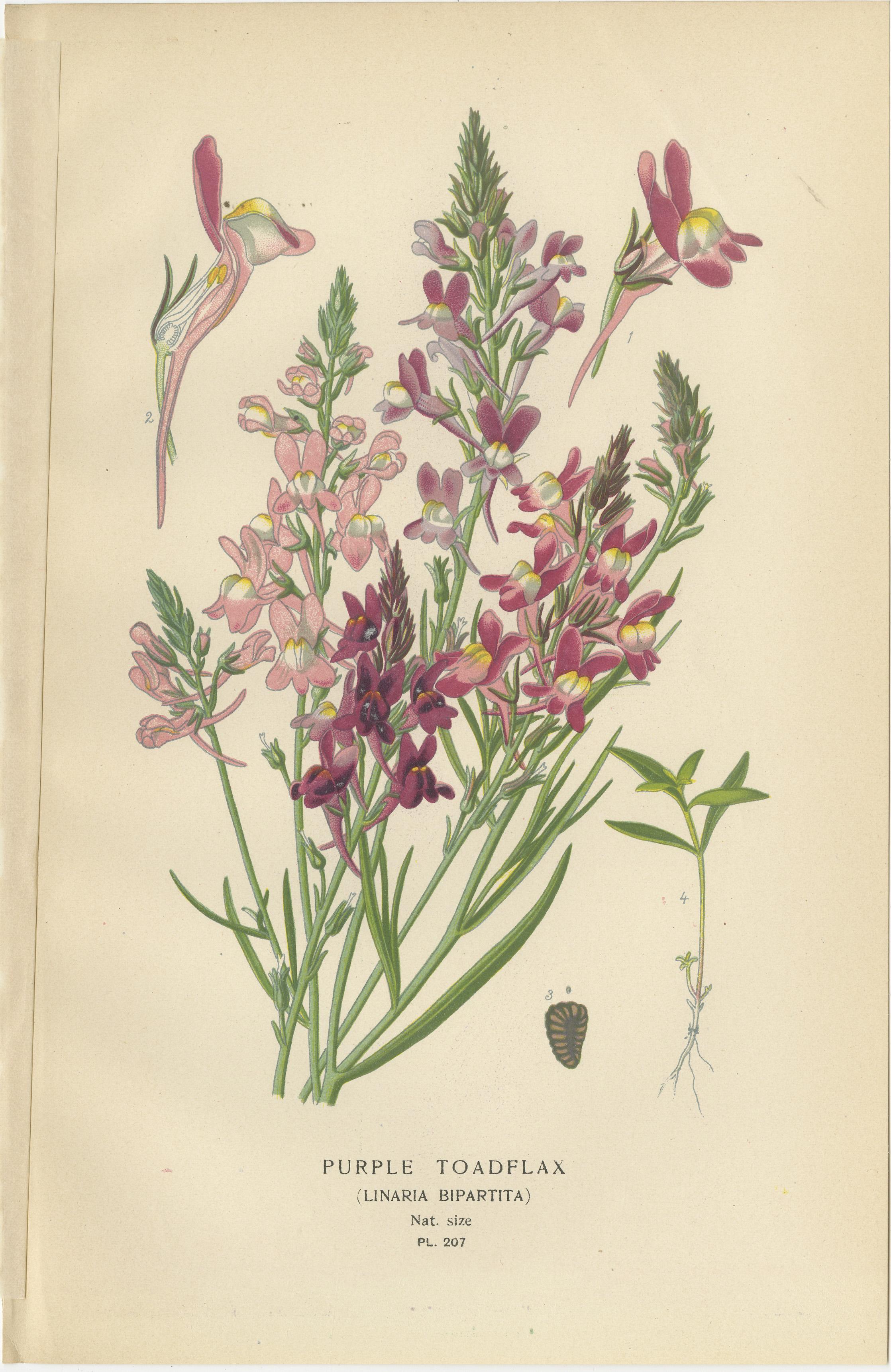 Título: 1897 Botanical Prints - Purple Toadflax and Maurandya Barclayana  

Este par de grabados botánicos originales de 1897 presentan la 