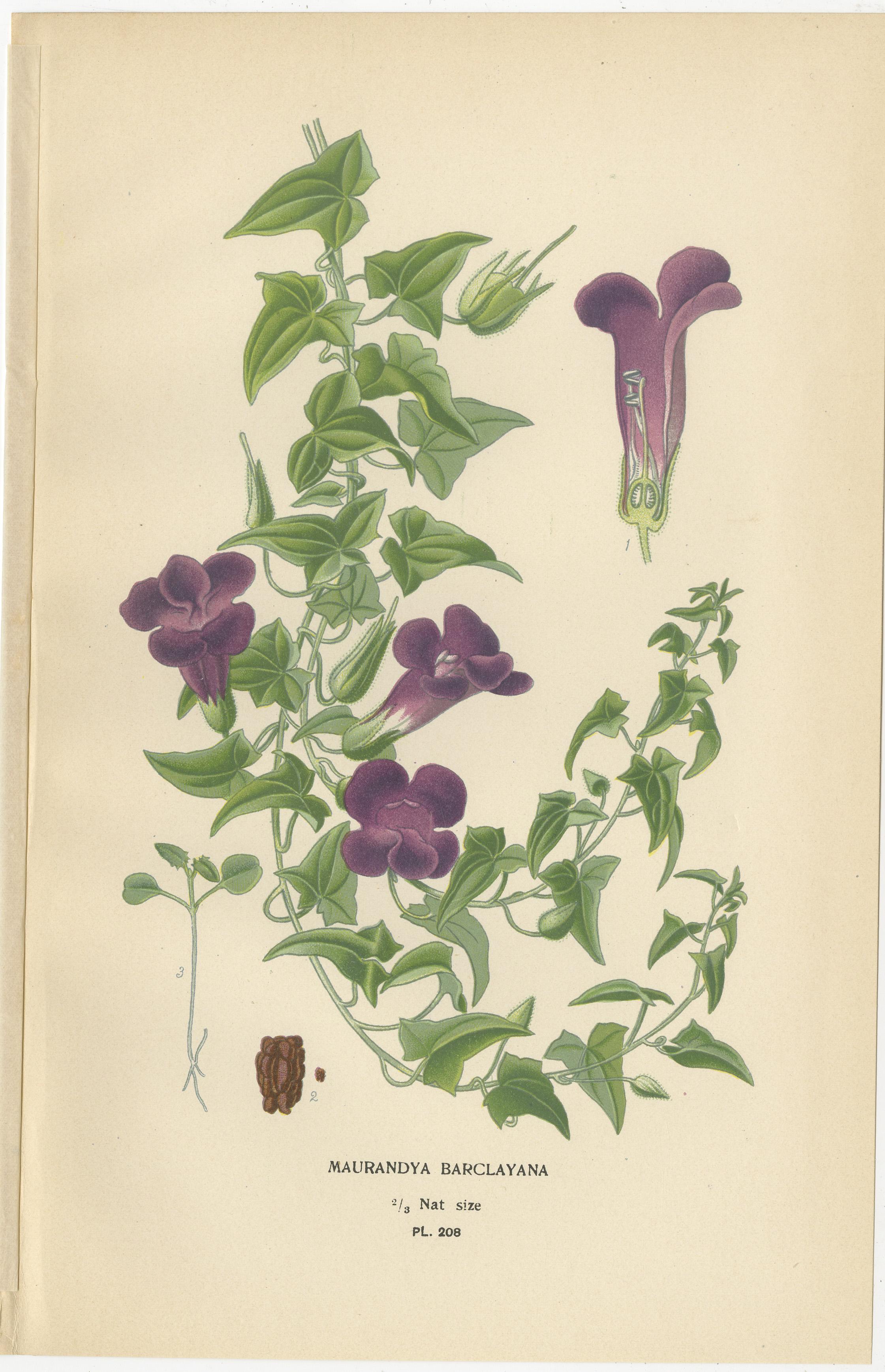 1897 Estampas botánicas - Lenteja de sapo morada y Maurandya Barclayana en Bueno estado para la venta en Langweer, NL