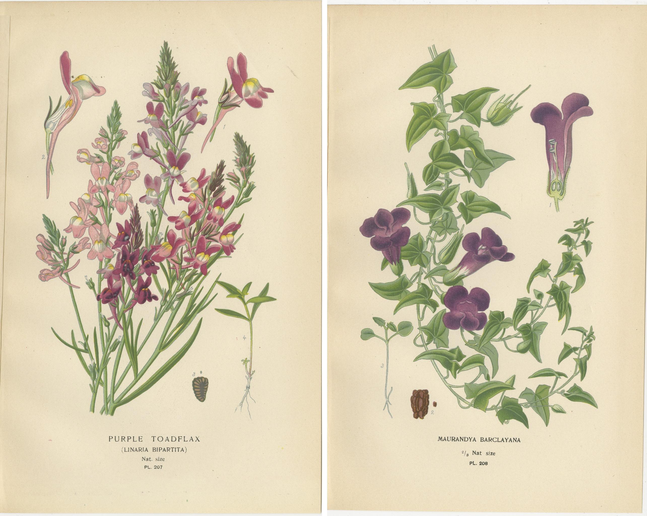 1897 Estampas botánicas - Lenteja de sapo morada y Maurandya Barclayana Fines del siglo XIX en venta